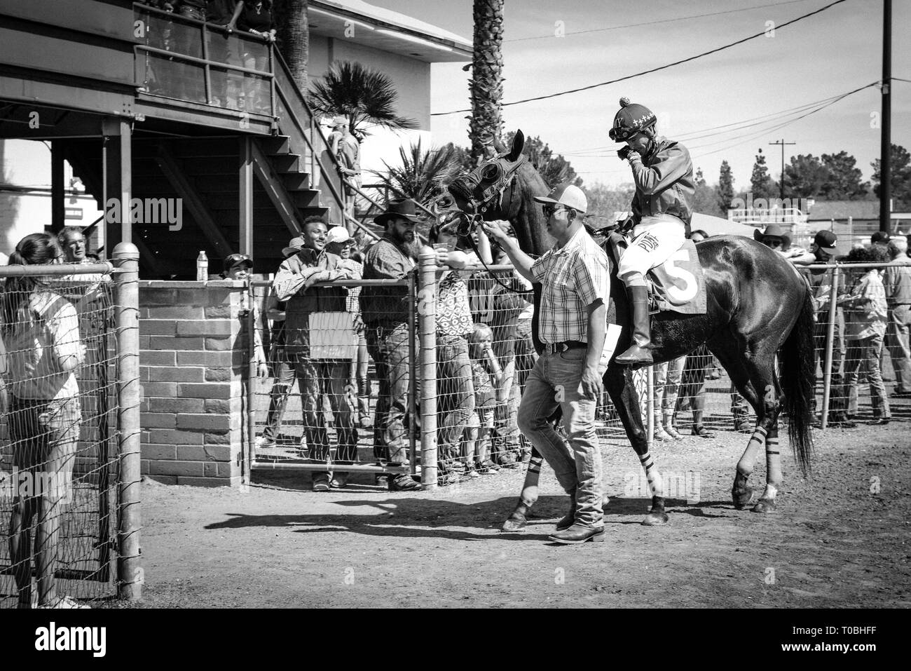 Un formateur ou un gestionnaire escorte le cheval autour de lors de la pré-parade dans le paddock avec le jockey monté à la piste de course de Rillito à Tucson, AZ Banque D'Images