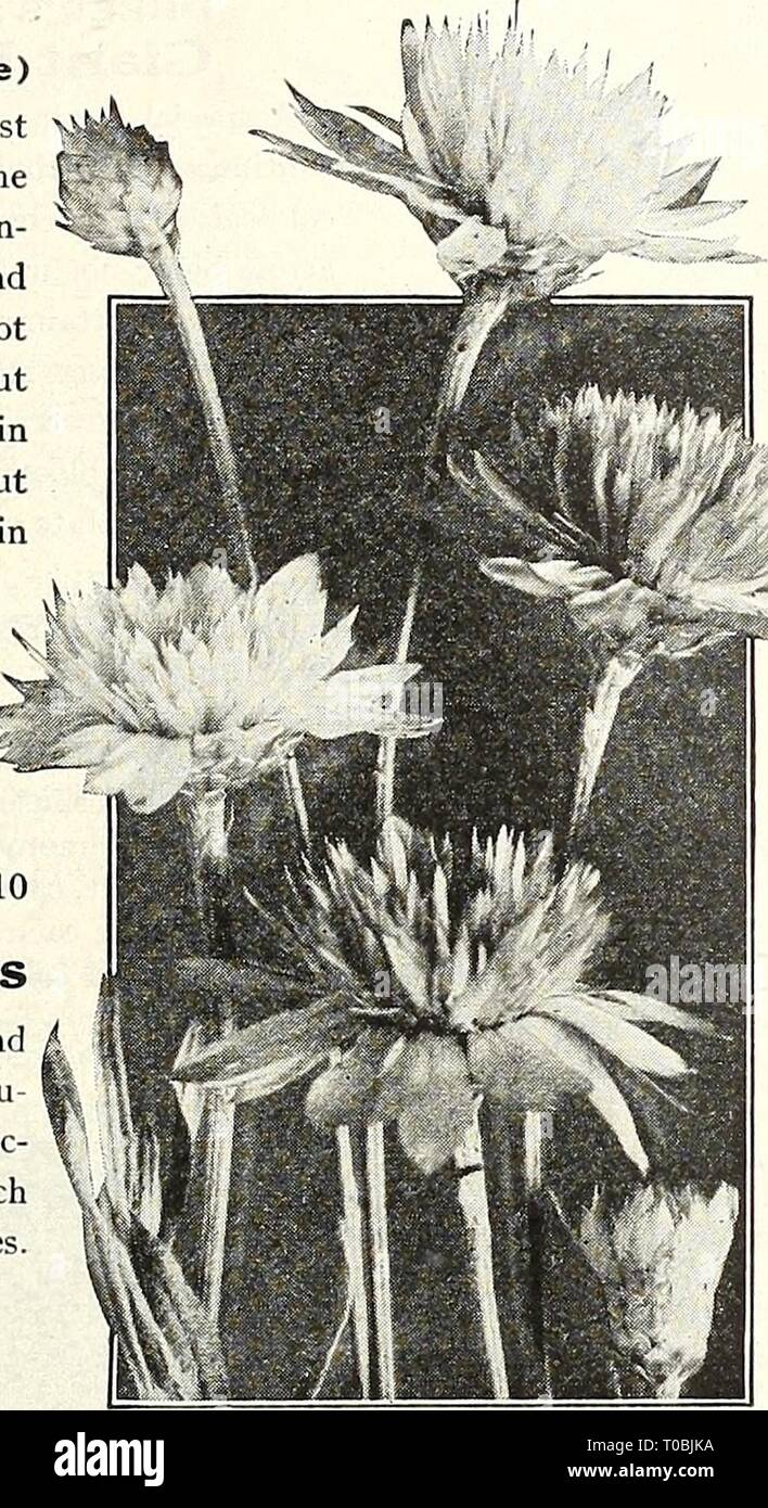 Dreer's garden book 1927 (1927) le jardin de Dreer 1927 livre dreersgardenbook1927henr Année : 1927 (flEMyAJREEILI 117 fiable graines de fleurs, graines de fleurs jardin sauvage sous cette rubrique nous vous proposons un mélange de la façon la plus simple et la plus sûre de plus en plus types qui peut être semée l'émission, et avec peu ou pas de soins vous permettra d'obtenir un effet lumineux dans des endroits qui seraient autrement rien mais une collection de mauvaises herbes inesthétiques, et remise d'une abondance de fleurs à couper. En semant cette graine télévisée, il est conseillé de ratisser la surface de l'endroit destiné à être ensemencée avec un râteau à dents, et de mélanger les semences Banque D'Images