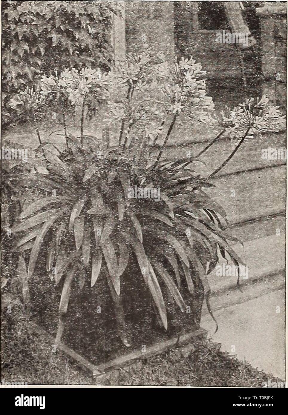 Dreer's garden book 1917 (1917) le jardin de Dreer 1917 livre dreersgardenbook1917henr Année : 1917 ACHYRANTHES. Acuminés. Bronzy-feuillage pourpre. Emersoni. Feuillage rouge étroit et profond. Victor Brossilon. Riche feuillage rouge. 10 cts. Chaque ; $1.00 par doz. ; 8,00 $ par 100. ^SCHYNANTHVS. Grandiflorus. Un joli panier avant ou plante pour la véranda ou roulement, orange attrayant-fleurs écarlates, 25 cts. chaque. AGAPANTHUS. Umbellatus (Blue Lily of the Nile.) une splendide orna- usine mentale, portant des grappes de fleurs bleu lumineux, sur 3 pieds de longues tiges et durable un long moment en fleur Banque D'Images