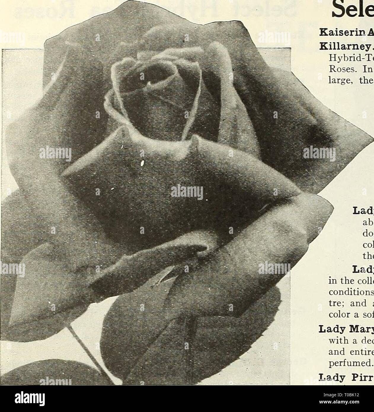 Dreer's garden book 1923 (1923) le jardin de Dreer 1923 livre dreersgardenbook1923henr Année : 1923 flEHKyAJML^ 124 (sélectionnez-tv-OS HnAHEiiPMik Hybrid-Tea >Rose, H. C. Machin (offert à la page 123) Laurent Carle. Produit son grand, délicieusement parfumée, fleurs carmin brillant tout au long de la saison, aussi bien par temps chaud et sec que sous des conditions climatiques plus favorables. Une vigoureuse croissance, et comme hardy comme un hybride perpétuel. Los Angeles. Décrit et ofEered aux pages 128 et 129. Louise Catherine Breslau. Tout à fait distinct de aU d'autres roses en couleur ; les bourgeons sont rouge corail wi ombragée Banque D'Images