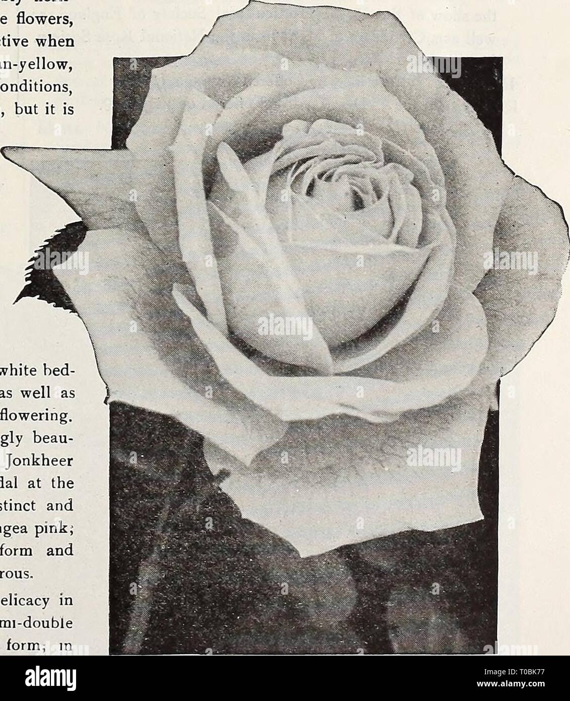 Dreer's garden book 1921 (1921) le jardin de Dreer 1921 livre dreersgardenbook1921henr Année : 1921 Hybrid-Tea Rose Mme Aaron Ward Sélectionnez Hybrid-Tea Roses Mlle Cynthia Forde (Hugh Dickson, 1909). Fleurs de grande substance, une profonde couleur rose brillant l'ombrage sur l'arrière de l'pétales pour une lumière rose-rose. Les fleurs sont grandes, plein, de forme parfaite, très libre et à floraison odorante. Mme Arthur E. Coxhead (McGredy & Son, 1910). Claret-, rouge vermillon ombragée vers le bord et d'un lustre rose vers la base des pétales, donnant un effet distinct illumi- nées à l'ensemble de la fleur ; très swe Banque D'Images