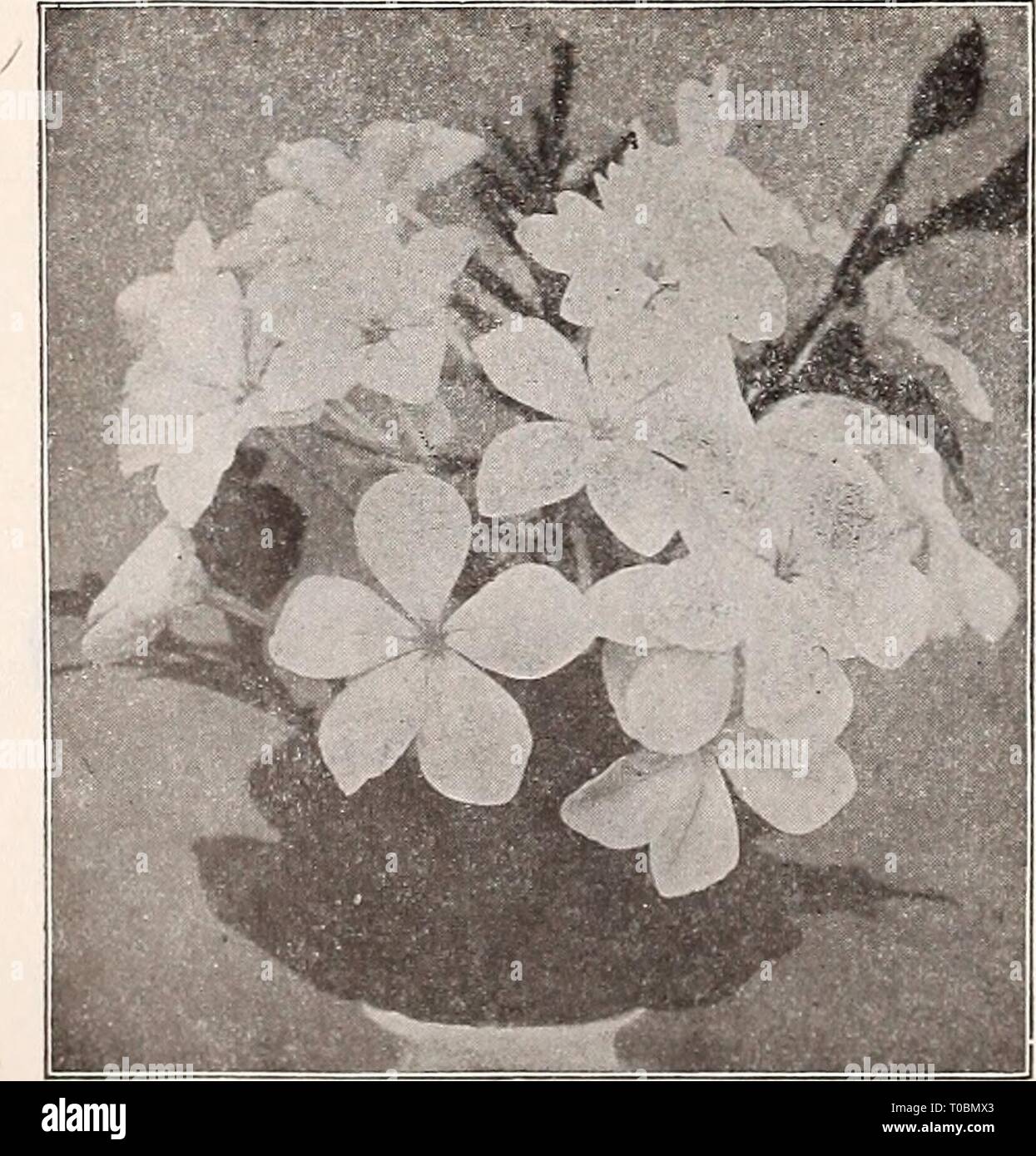 Dreer's garden book 1917 (1917) le jardin de Dreer 1917 livre dreersgardenbook1917henr Année : 1917 PHVLLOCA CTU. Belles plantes à fleurs étroitement liée aux cactus, avec des tiges qui ressemblent à des feuilles sans épines. Les fleurs, souvent d'évaluer de 8 pouces de diamètre, sont longs, un peu en forme de trompette, sont constitués des plusieurs rangs de pétales qui en gamme de couleurs blanc cireux pure d'une couleur, et sont librement produites sur tiges mûres- bien au printemps. Ils sont de culture facile, devrait se limiter à de petits pots et arrosé avec modération. Adonis. Rose délicate lilas avec éclat. Agathe. Plus de centre, rouge brillant Banque D'Images