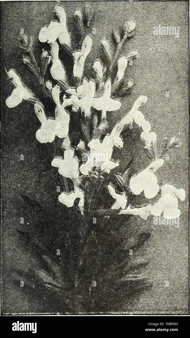 Dreer's garden book 1922 (1922) le jardin de Dreer 1922 livre dreersgardenbook1922henr Année : 1922 Banque D'Images