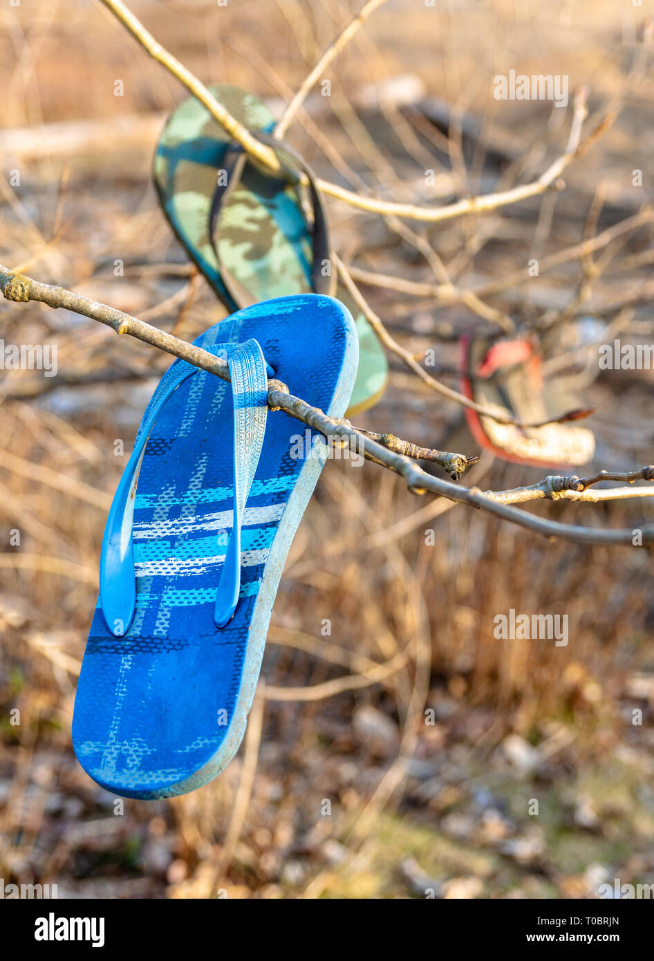 Vieille perdu, abandonné flip flop sandals suspendu par leurs attaches dans les branches de l'arbre dans un espace naturel de mer réservé aux loisirs et à la faune. public Banque D'Images