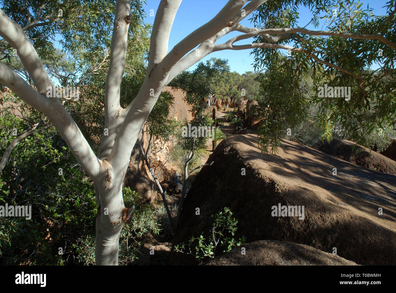 CANYON de dinosaures, l'Australian Age of Dinosaurs Museum of Natural History, Winton, Queensland, Australie. Banque D'Images