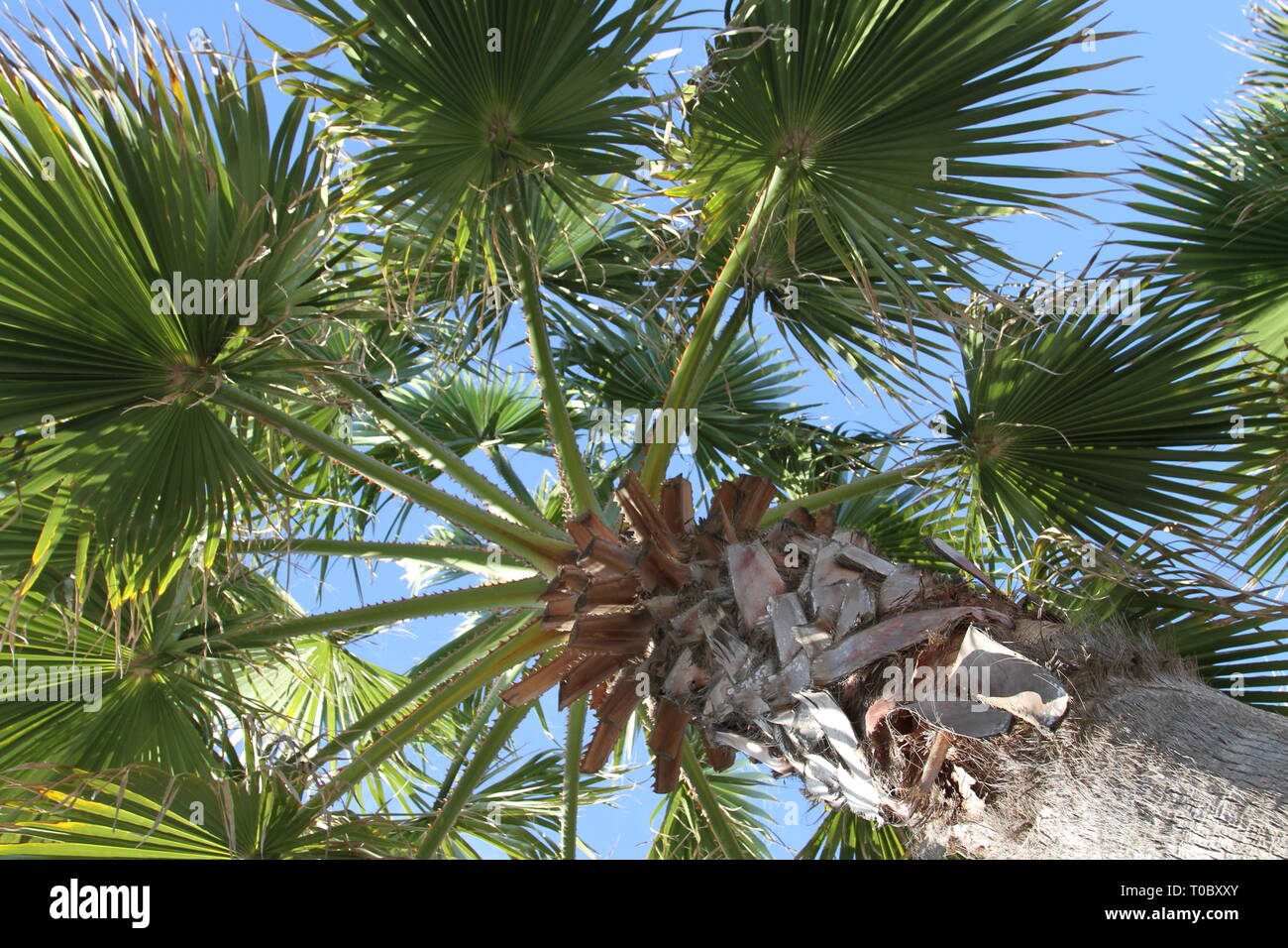 Vue sur les feuilles de palmier à partir de la base de l'arbre Banque D'Images