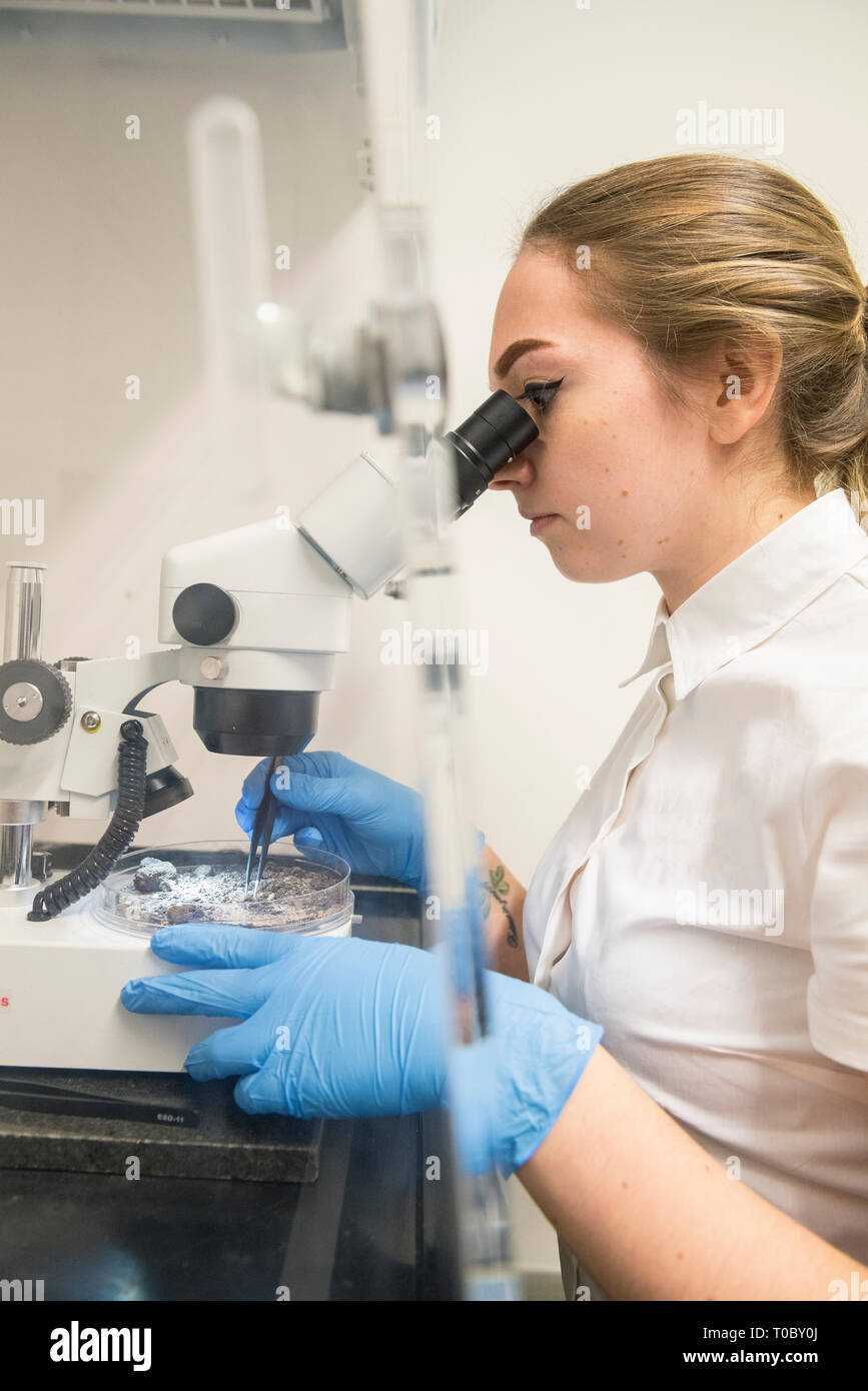 Une femelle laboratoire professionnel de travailleur utilise un microscope pour examiner un échantillon pour vérifier et tester tout en portant une chemise à manches courtes blanc et des gants Banque D'Images