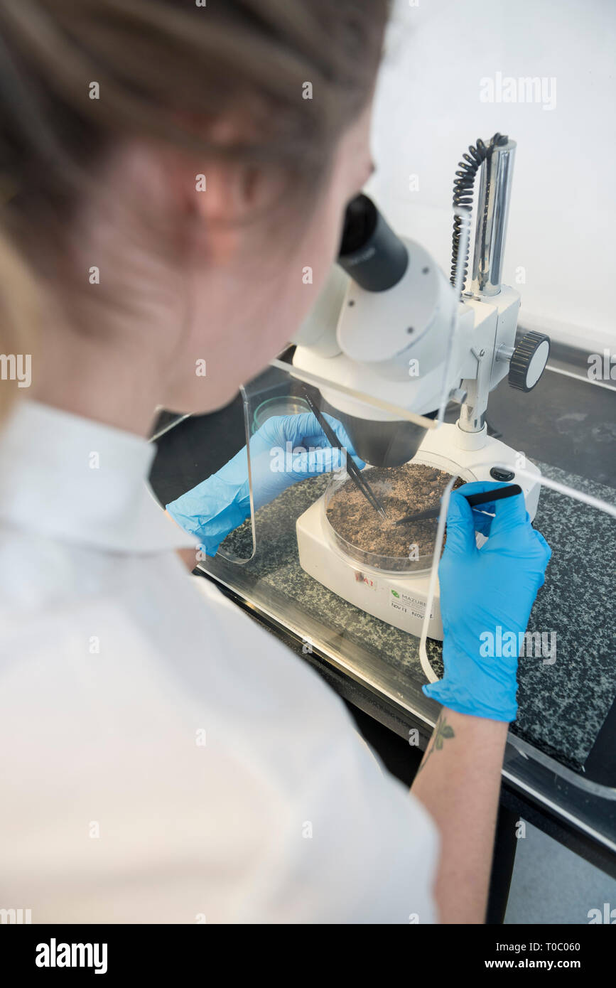 Une femelle laboratoire professionnel de travailleur utilise un microscope pour examiner un échantillon pour vérifier et tester tout en portant une chemise à manches courtes blanc et des gants Banque D'Images