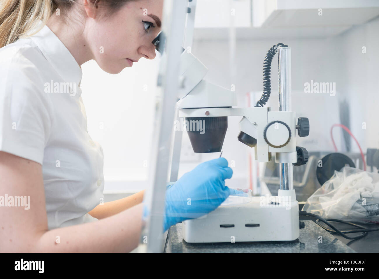 Une femelle laboratoire professionnel de travailleur utilise un microscope pour examiner un échantillon pour vérifier et tester tout en portant une chemise à manches courtes blanc et des gants Banque D'Images