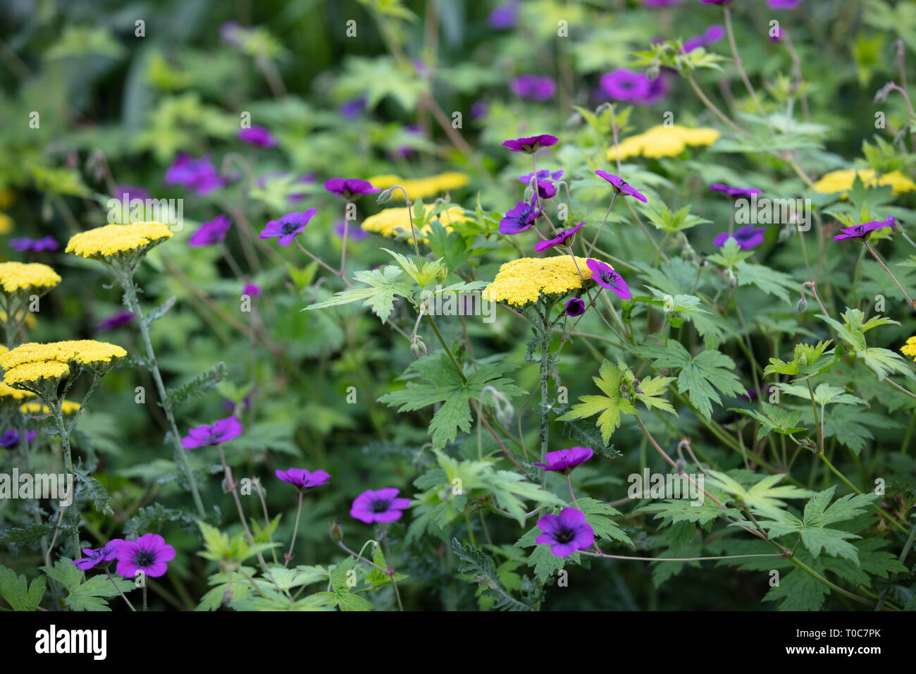 Geranium Ann Folkard est une herbacée vivace à répandre le magenta fleurs violettes en été et en automne. C'est un couvre-sol idéal. Banque D'Images