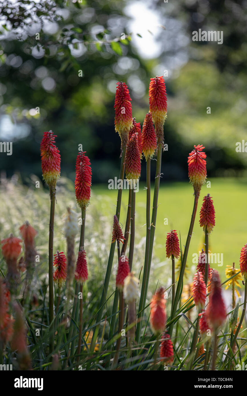 Kniphofia est une espèce de plante vivace à fleurs d'été jardin avec fleurs  tubulaires rouge orange et jaune à sa base et les feuilles Photo Stock -  Alamy