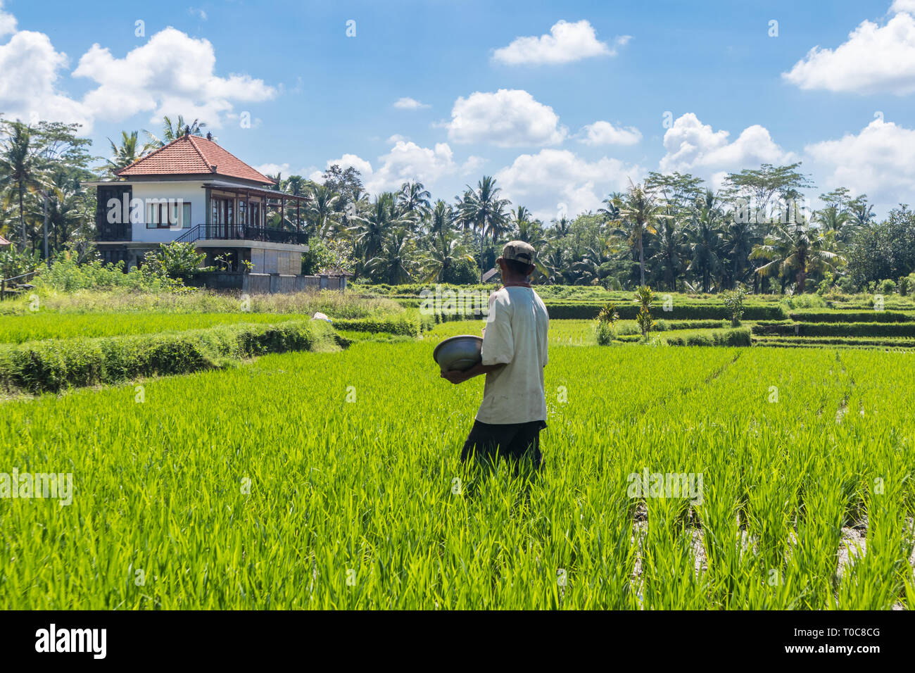 Agriculteur travaillant dans la belle terrasse de riz plantation près de Ubud, Bali, Indonésie, Asie du sud est Banque D'Images