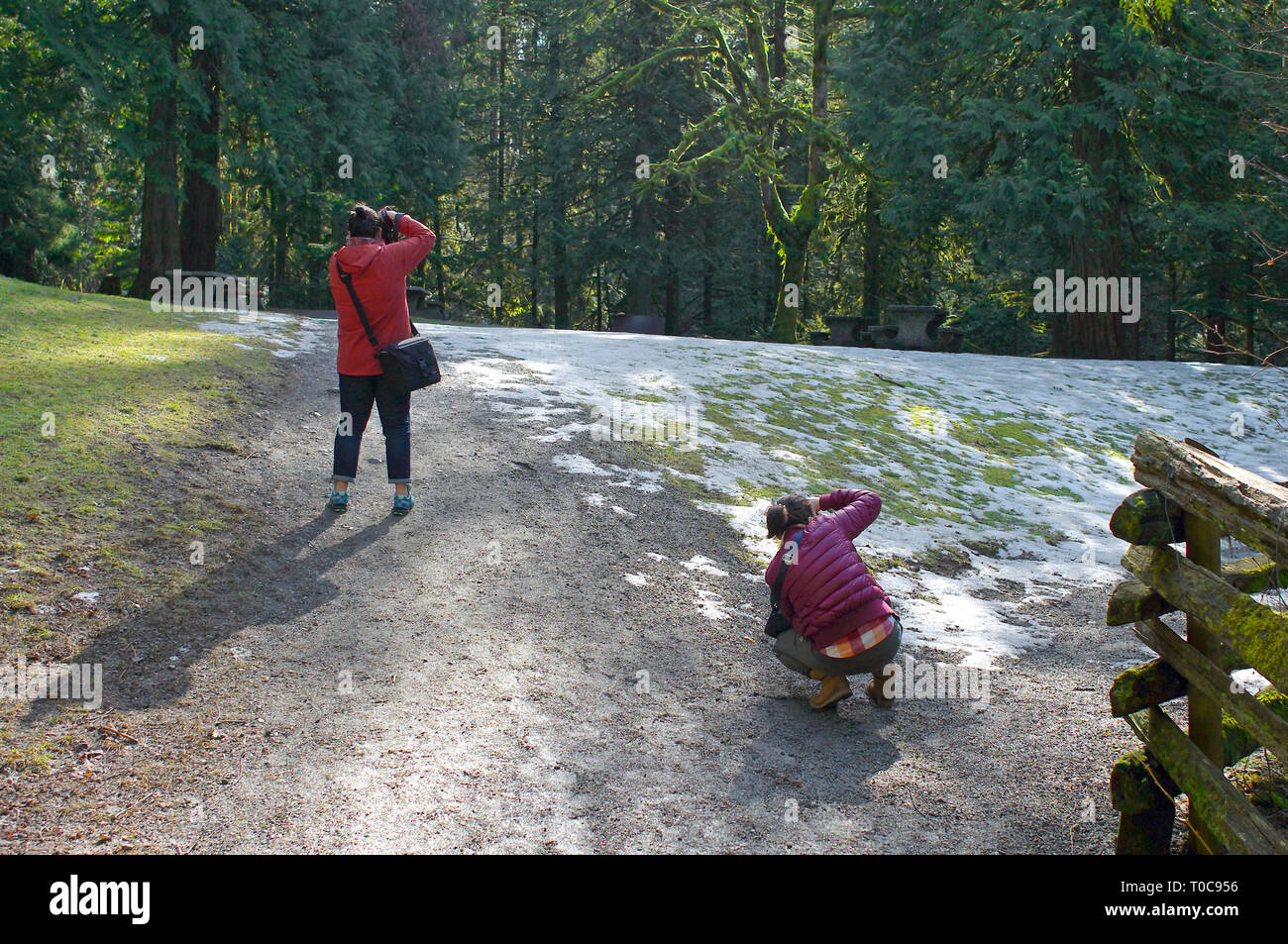 Deux jeunes femmes asiatiques photographier la nature dans un parc boisé avec de la neige au sol. Banque D'Images