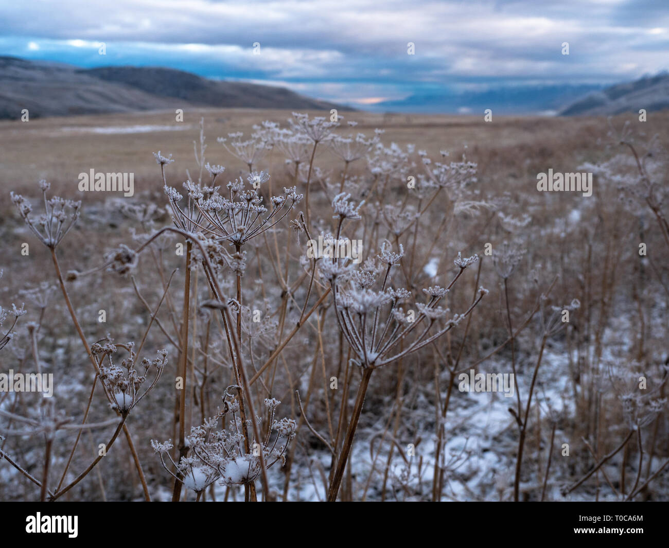 Close up of snowy plantes séchées avec une vallée, les montagnes et le lever du soleil dans l'arrière-plan. Banque D'Images