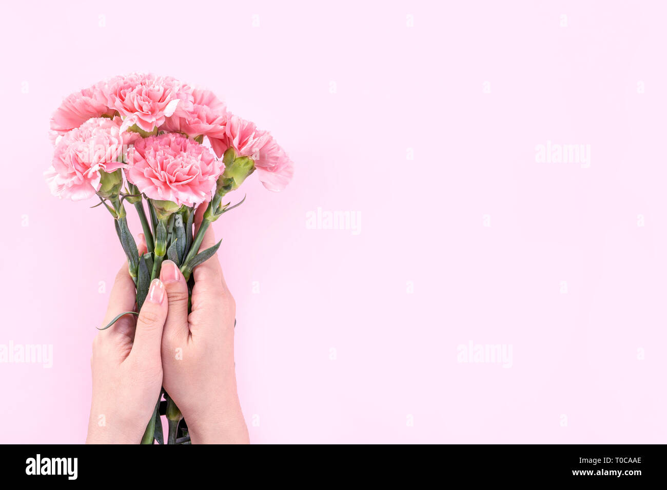 Woman Giving Bouquet De Fleurs De Couleur Rose Bebe Elegance œillets D Isole Sur Fond Rose Vif Decor De Fete Des Meres Concept Design Top Vi Photo Stock Alamy
