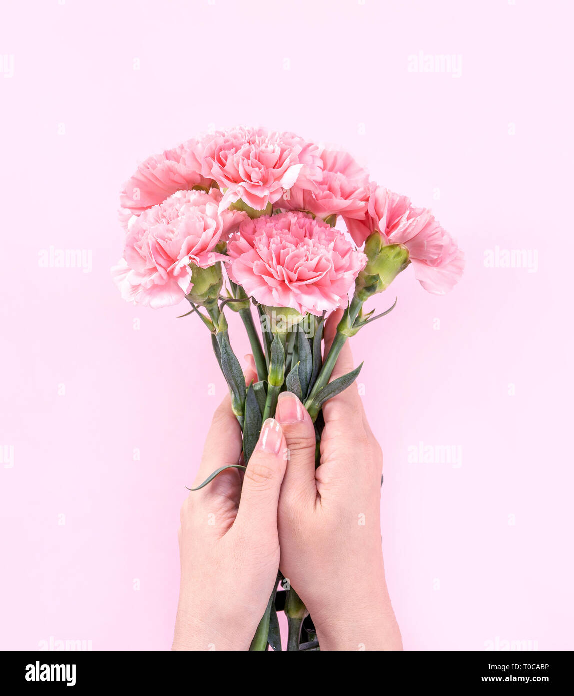Woman Giving Bouquet De Fleurs De Couleur Rose Bebe Elegance œillets D Isole Sur Fond Rose Vif Decor De Fete Des Meres Concept Design Top Vi Photo Stock Alamy