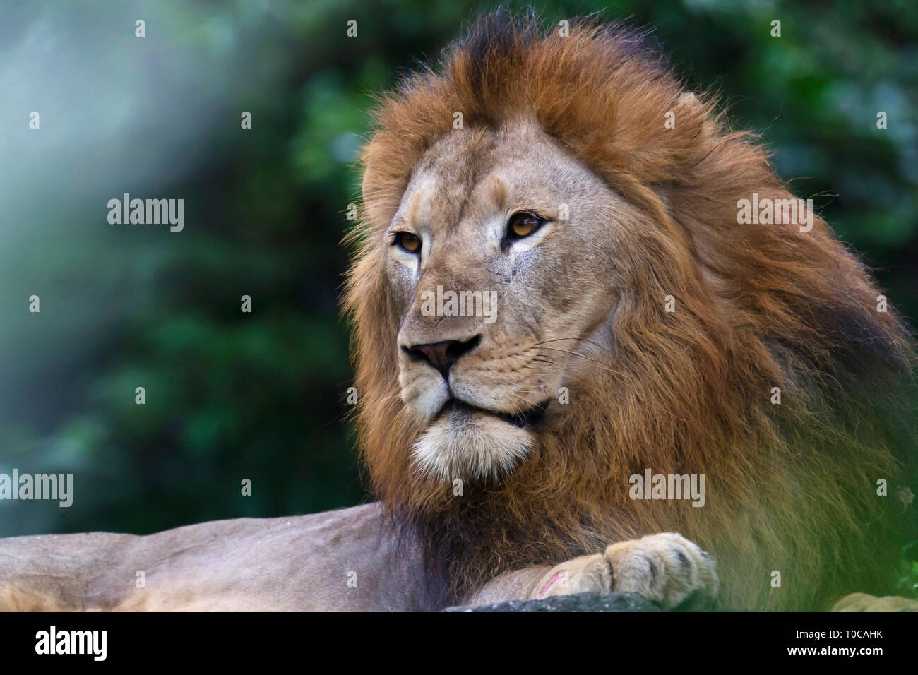 Le roi de la Jungle, Asiatic lion, Panthera leo leo, zoo de Singapour, Singapour Banque D'Images