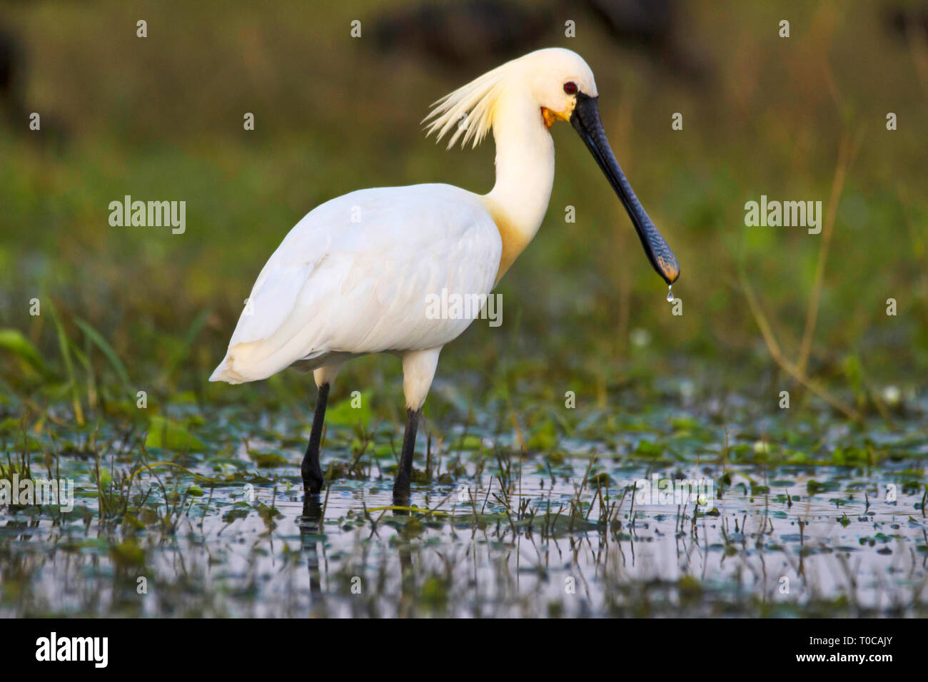 Spatule blanche spatule blanche ou conjoint, Platalea leucorodia, Inde. Banque D'Images