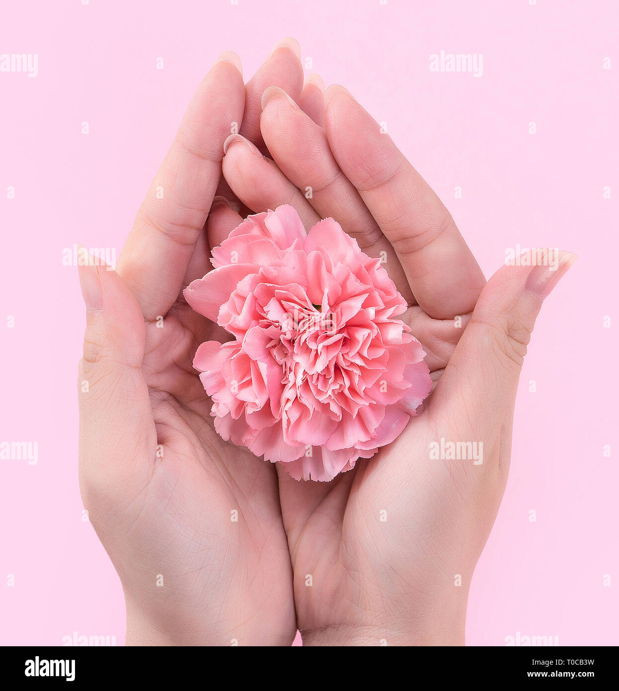 Femme Donnant Une Elegance Unique Couleur Rose Bebe Fleur Oeillet Offres Isole Sur Fond Rose Vif De L Accueil Et La Decoration Design Concept Top Vi Photo Stock Alamy