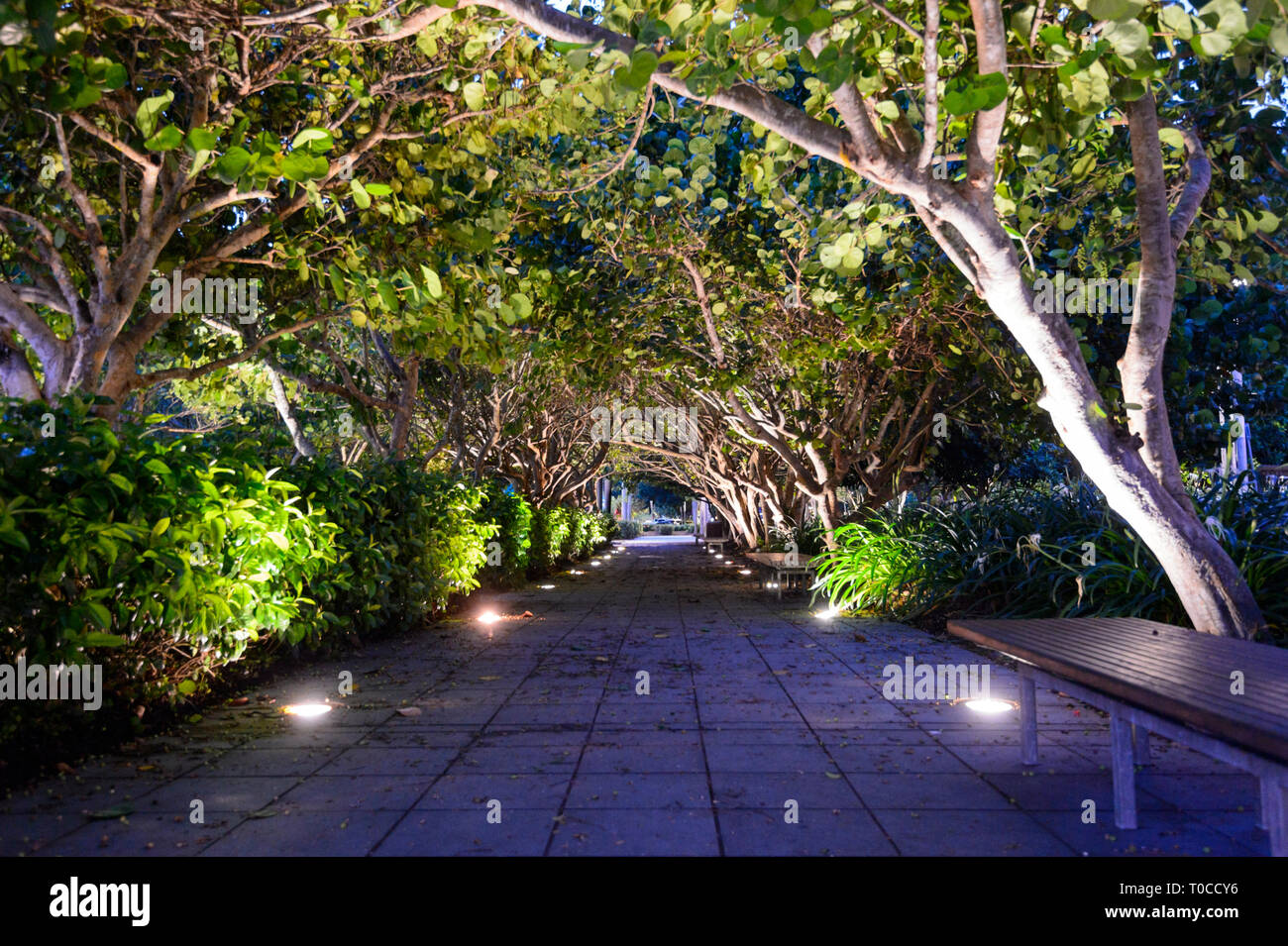 Arbres en arc lumineux formant un tunnel au centre-ville le soir, Cairns, Far North Queensland, Queensland, Australie, FNQ Banque D'Images