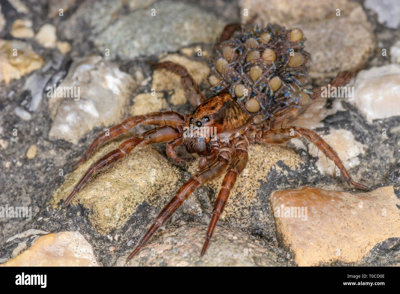 Un Loup Avec Beaucoup De Petites Araignees Sur Son Dos Peu D Araignee Mere Avec L Enfant Sur L Asphalte Photo Stock Alamy Un Loup Avec Beaucoup De Petites Araignees Sur Son Dos Peu D Araignee Mere Avec L Enfant Sur L Asphalte Photo Stock Alamy