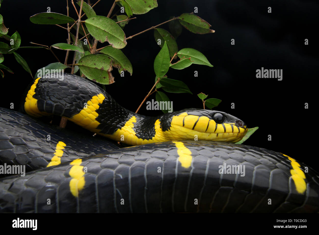 Cat Mangrove Snake Banque D'Images