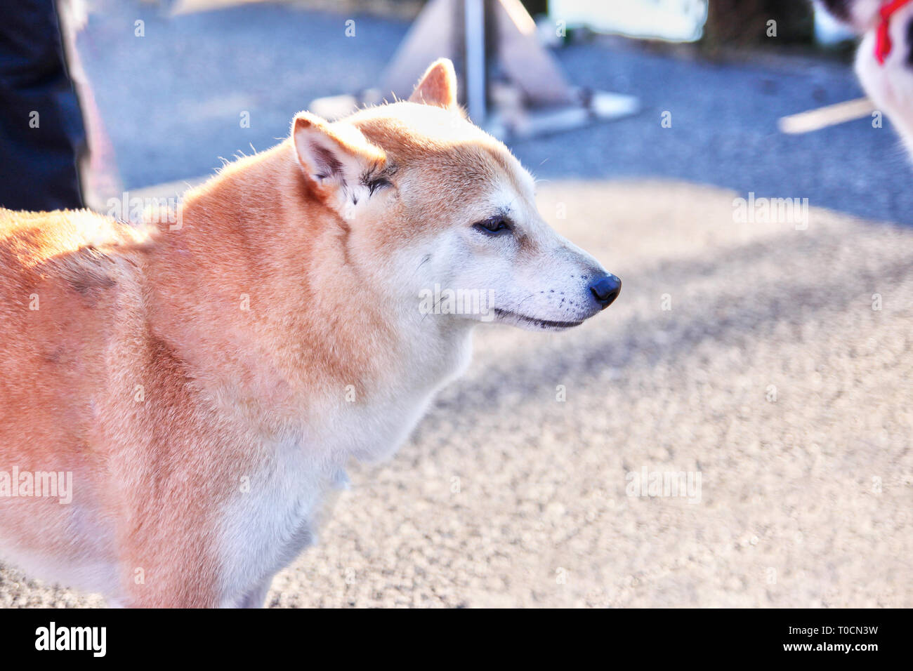Shiba Inu Le Plus Petit Des Six Premiers Et Distincts Spitz