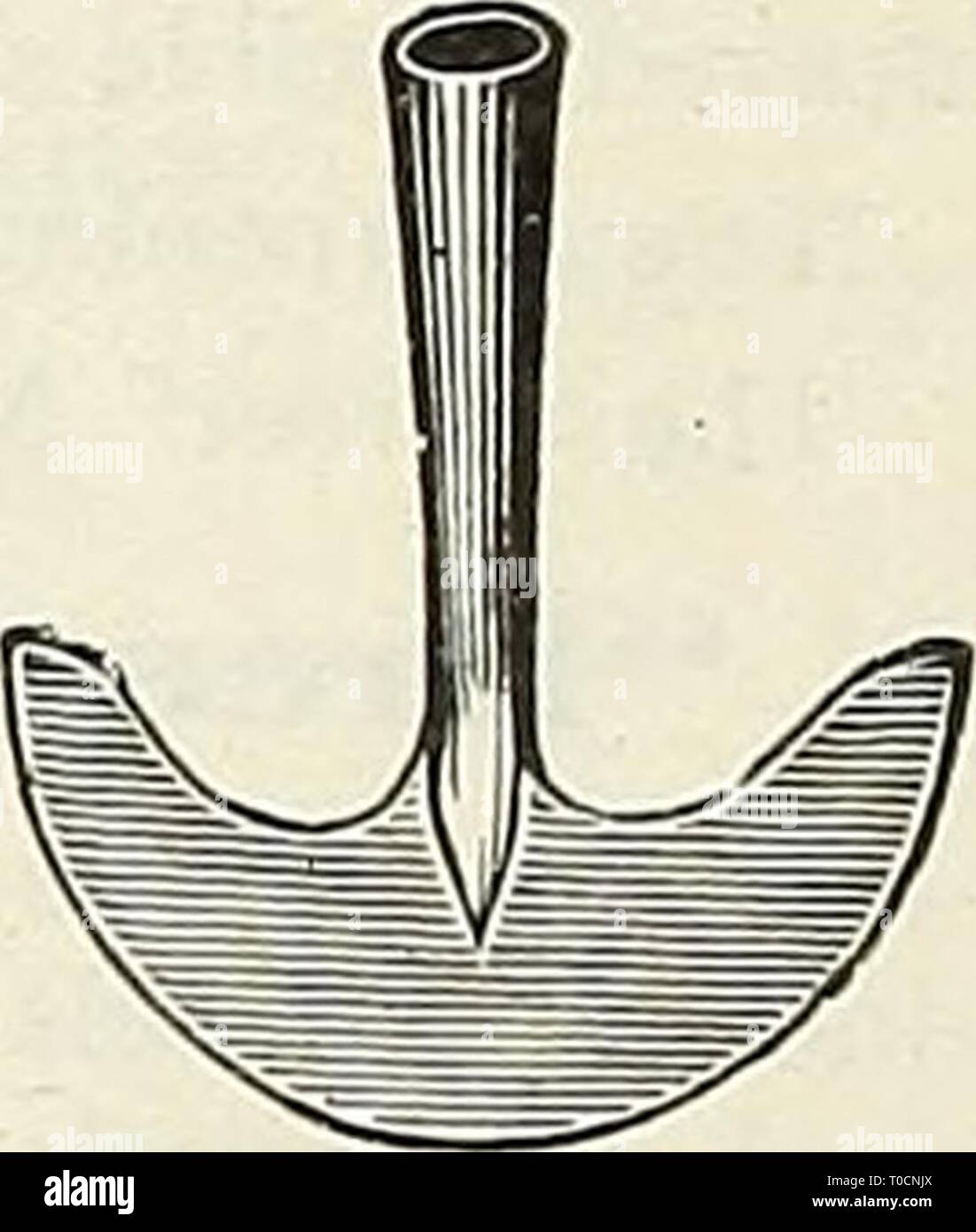 Dreer's garden Book (1926) Dreer's garden book 1926 dreersgardenbook1926henr Année : 1926 Sac avec fruits et legumes Fruits et legumes fil bordure herbe herbe Couteau déligneuse. La planète Jr. est une déligneuse disque la plupart des con- venient $175 l'outil Bordure Bordure d'herbe des couteaux. Avec poignées droites, l'anglais, 9 in., 2,75 $ ; American, 9 en 125, d'Amérique traités 150 crochets d'herbe ou faucilles. En, 90 cts. ; No 3, 95 cts. ; NO4, $G Little Giant, 70 cts. ; Dreer's, 70 ^^^ Corbeilles suspendues 25 cts. chaque, 2,50 $ douz. ; 12 in., 35 cts. chaque, 4,30 $ douz. Banque D'Images