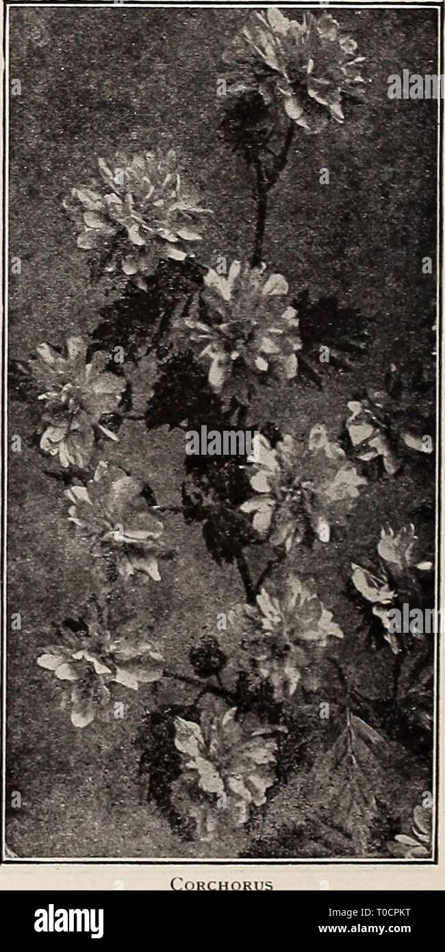 Dreer's garden book 1917 (1917) le jardin de Dreer 1917 livre dreersgardenbook1917henr Année : 1917 2481 llpl1 : ' ''' ,:j'^-r : ;- : ::J'-^' - Rhododendron (piment doux) Bush Liriodendron tulipifera (doux ou aux fraises arbuste). Un vieux favori avec double chocolat fraise-fleurs parfumées en mai. 30 cts. chaque. Cerasus James H. Veitch. Une magnifique grande chambre double formulaire rose des cerisiers japonais, la floraison au début du printemps en grande profusion ; très belle et magnifique. 50 cts. chaque. Cercis canadensis (arbre de Judée, ou Red Bud. ) Un beau grand arbuste ou petit arbre. Toutes les branches et les rameaux sont co Banque D'Images