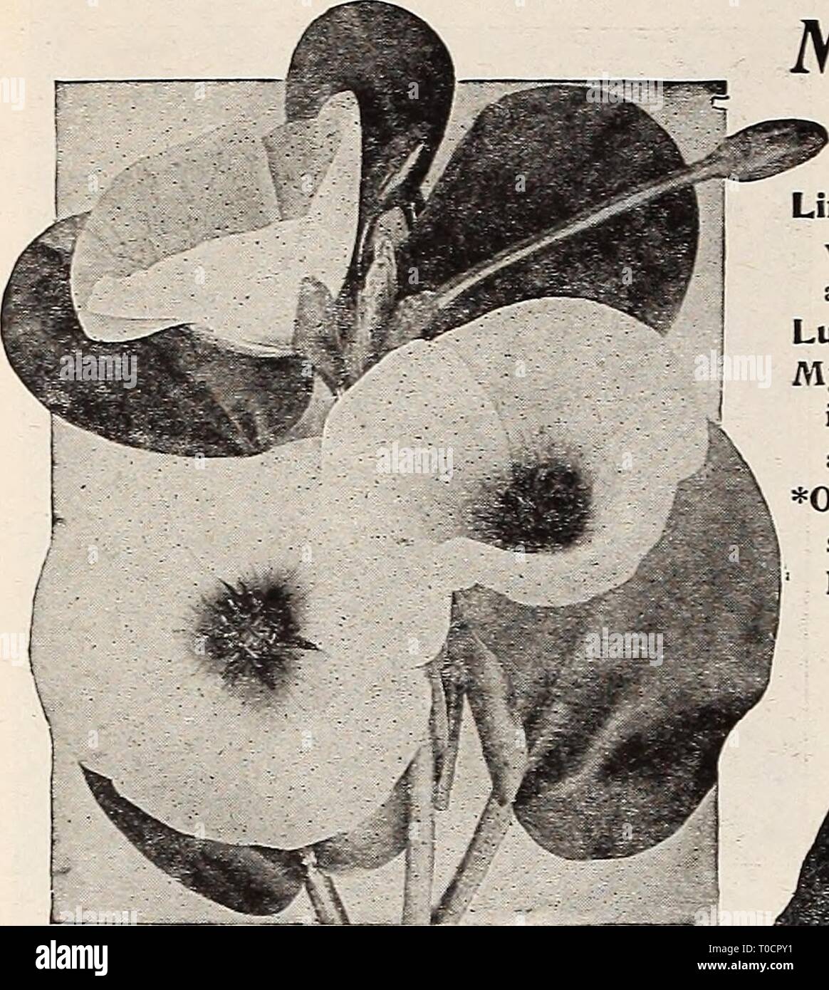 Dreer's garden book 1917 (1917) le jardin de Dreer 1917 livre dreersgardenbook1917henr Année : 1917 274 IFUBiRTADREERWILADELPHlA^^^ AQUtfficTft jffig eau aquatique divers -Suite Limnocharis Humboldti (pavot) *L'eau Pontederia cordata {Pickerel Weed). Une plante à fleurs, de plus en plus de 2 pieds de haut ; épis de fleurs bleu-ensemble de près. (Voir coupe.) 15 cts. Chaque ; 1,50 $ par douz. Salvinia braziliensis. Voir Aqua- rium, page 272 plantes. Sagittaria Montevidlensis (flèche géant/plomb). Atteint de gigantesques pro- portions, plus 4 à 5 pieds de hauteur ; les feuilles 15 pouces de long ; fleur-scape domine le Banque D'Images