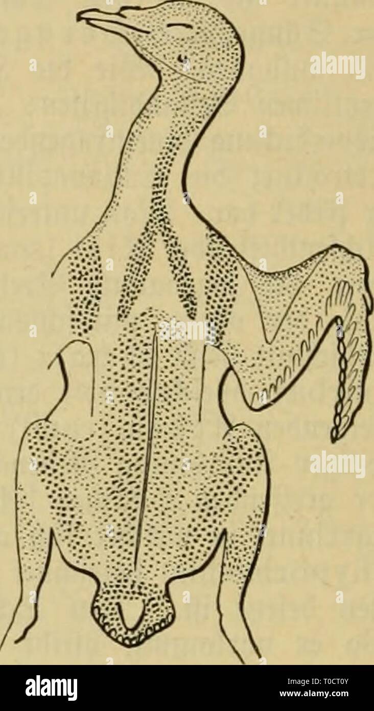Dr Johannes Leunis Synopsis der Dr. Johannes Leunis Synopsis der thierkunde. Ein Handbuch für höhere lehranstalten und für alle, welche sich mit der wissenschaftlich naturgeschichte der thiere beschäftigen wollen drjohannesleuni01leun Année : 1883 m- 235. Être Jebcrfluren«^j'iBoud eS "sur Columba livia. &Ig. 230. gebevfliiven iürfenö§ 9tc von Columba livIa. Rémiges ('.^). @Ie fmb bei ben einzelnen 3 ?ogp(arten dans beftimmter Slnjol^immer J'uorbanben. Unterfd eibet 9KAN) : 1) §onbfdjmingen üingen erfter ober d^Drbnnng, amalgament)e un gingern ber ben^meift befeftigt anb finb unb dans ^aiji ber 10 uorfiuben^ fid ; Banque D'Images