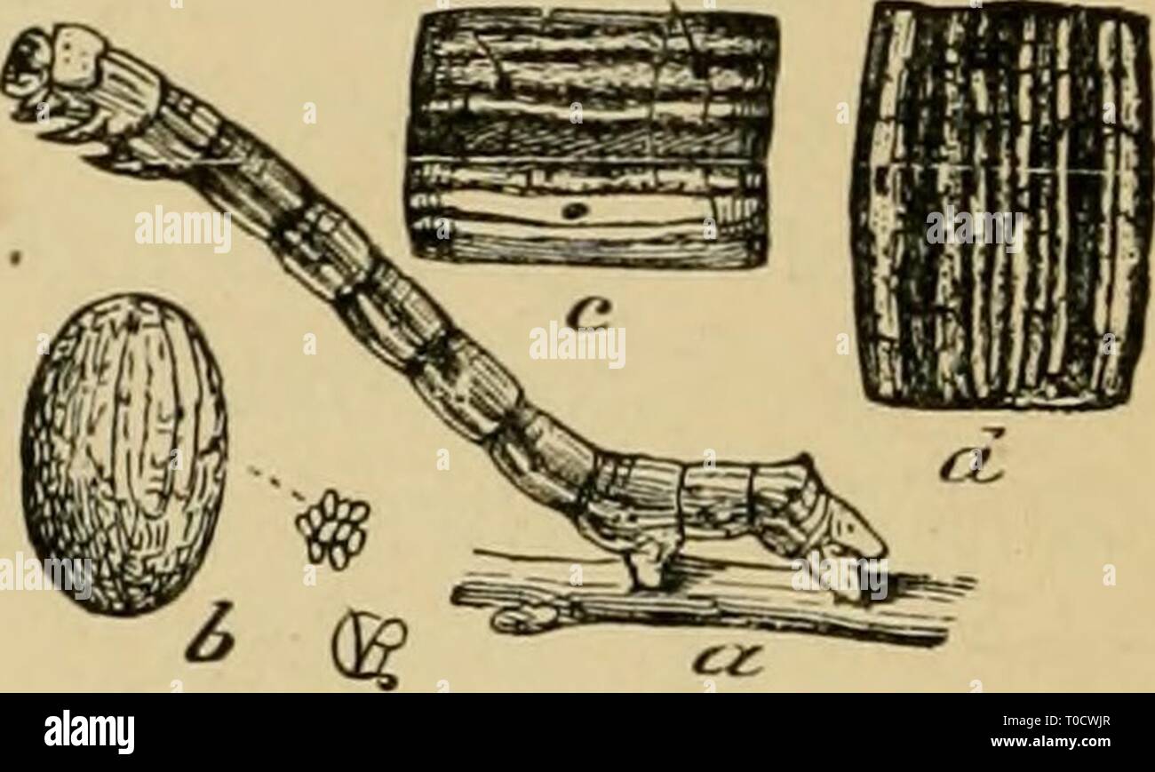 Entomologie économique pour l'agriculteur entomologie économique pour l'agriculteur et le producteur de fruits, et pour l'utiliser comme un texte-livre dans les écoles et les collèges agricoles ; economicentomol Année : 1906 smit00Fig. 352. Sauterelles, Anisoptcryx povietatia de larve. -(7, *, l'oeuf, agrandie ; e, patch d'œufs ; r, rf, segments du corps de  /, larve, pupe ; g. une femelle, lar-a de Paleacrita vernata ; f&gt ;, un œuf, beaucoup plus large ; c, d, segments du corps de lar'a. trunk ci-dessous tout obstacle qu'il ne peut pas passer. Le jeune larvse tentera d'obtenir pour les feuilles, et, s'ils trouvent une barrière infranchissable, de faim Banque D'Images