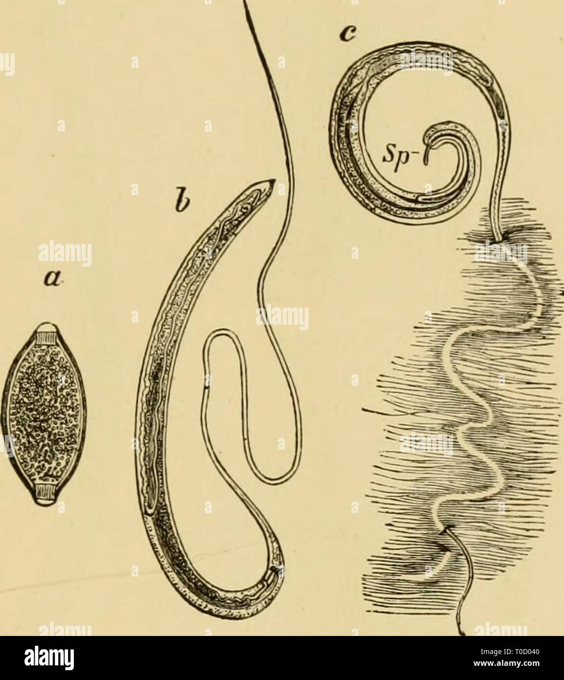 Texte-livre élémentaire de Zoologie, Général texte-livre élémentaire de la zoologie, de la partie générale et partie spéciale : les protozoaires à insecta elementarytextbo00clau Année : 1892 NW3IA.T0DA. *AZ Sc. tetraranthum Mehlis, également dans l'intestin du cheval. Les embryons, après avoir migré dans l'intestin, deviennent enkystés dans les parois du rectum et du csecum, assumer dans le kyste leur forme définie, sortir du kyste, et échapper à nouveau dans l'intestin. Oucnlla/ius elegam Zed., dans le Perche. Fam. Trichotrachelidae, tantôt onduleuse avec cou-telles que la partie antérieure du corps. Bouche petite, sans papilles. (Eso Banque D'Images