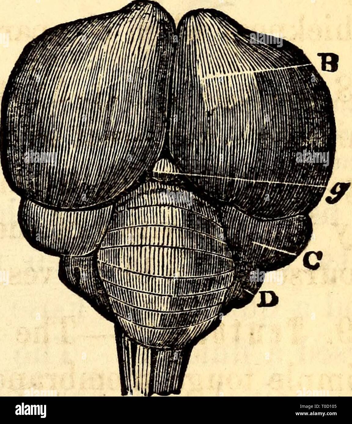 Anatomie et physiologie élémentaires en anatomie et physiologie élémentaires : pour des collèges, des académies, des écoles et d'autres elementaryanato00hitc Année : 1869 ET LA PHYSIOLOGIE. 359 661. Proportion réelle entre le cerveau et le Cere- bellum.-d'après Cuvier, la proportion de la CERE- bellum au cerveau, en poids, dans le babouin, est comme 1:7 ; chez le chien, 1:8 ; dans le mouton, 1:5 ; et dans le cheval, 1:7. 662. Moelle épinière.-La différence essentielle entre la moelle épinière chez l'homme et la partie inférieure est sa plus grande mammalia, longueur, et d'un petit canal qui s'étend longitudinalement par le milieu de celui-ci. Fig. 331. 663 Banque D'Images