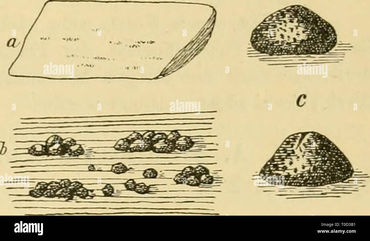 Dr L'Kryptogamen-Flora Le Dr von Euler Euler L. von Kryptogamen-Flora du Deutschland, Österreich und der Schweiz drlrabenhorstskr16rabe Année : 1901 A. D. Aposphaeria Corda (armoise) Sacc. a. Stengelstückchon Ein mit dem Pilze dans natürlicher Basis Grösse, b. Eine Gruppe von Fruchtgehäusen vergrössert. c. Ein einzelnes Fruchtgehäuse liugelige austretenden als mit Masse Sporen ; stark vergrössert. d. Freie Sporen ; stark vergrössert. Nach Corda, icône. IV. t. VIII. fig. 114. Aposphaeria B. subtilis (Corda) Sacc. » Zweigstückchen.Ein mit dem Pilze dans natürlicher Basis Grösse, b. Zwei Fruchtgehäus Banque D'Images