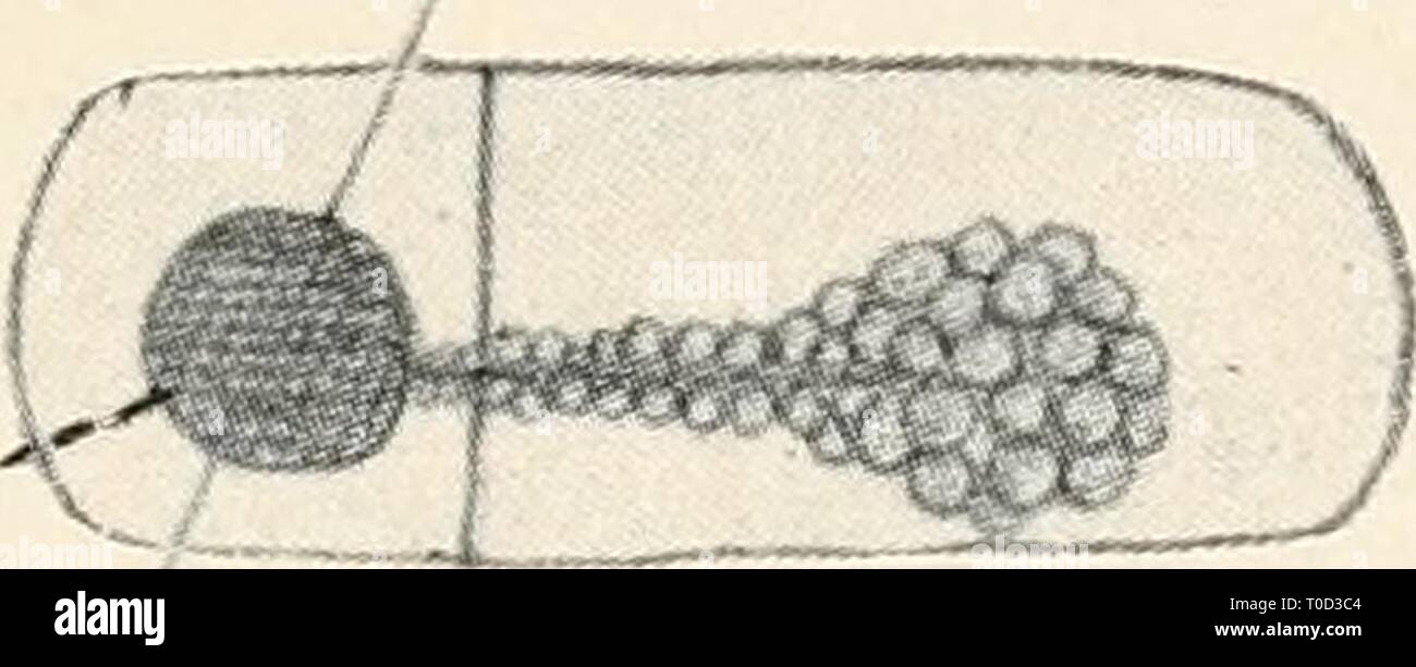 Einführung in die Biologie (1912) Banque D'Images