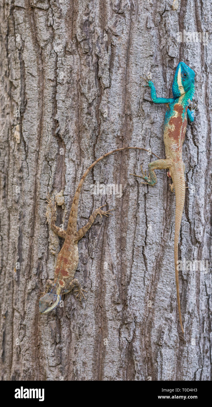 Calotes mystaceus Indochinois, le lézard de la forêt ou bleu lézard à crête Banque D'Images