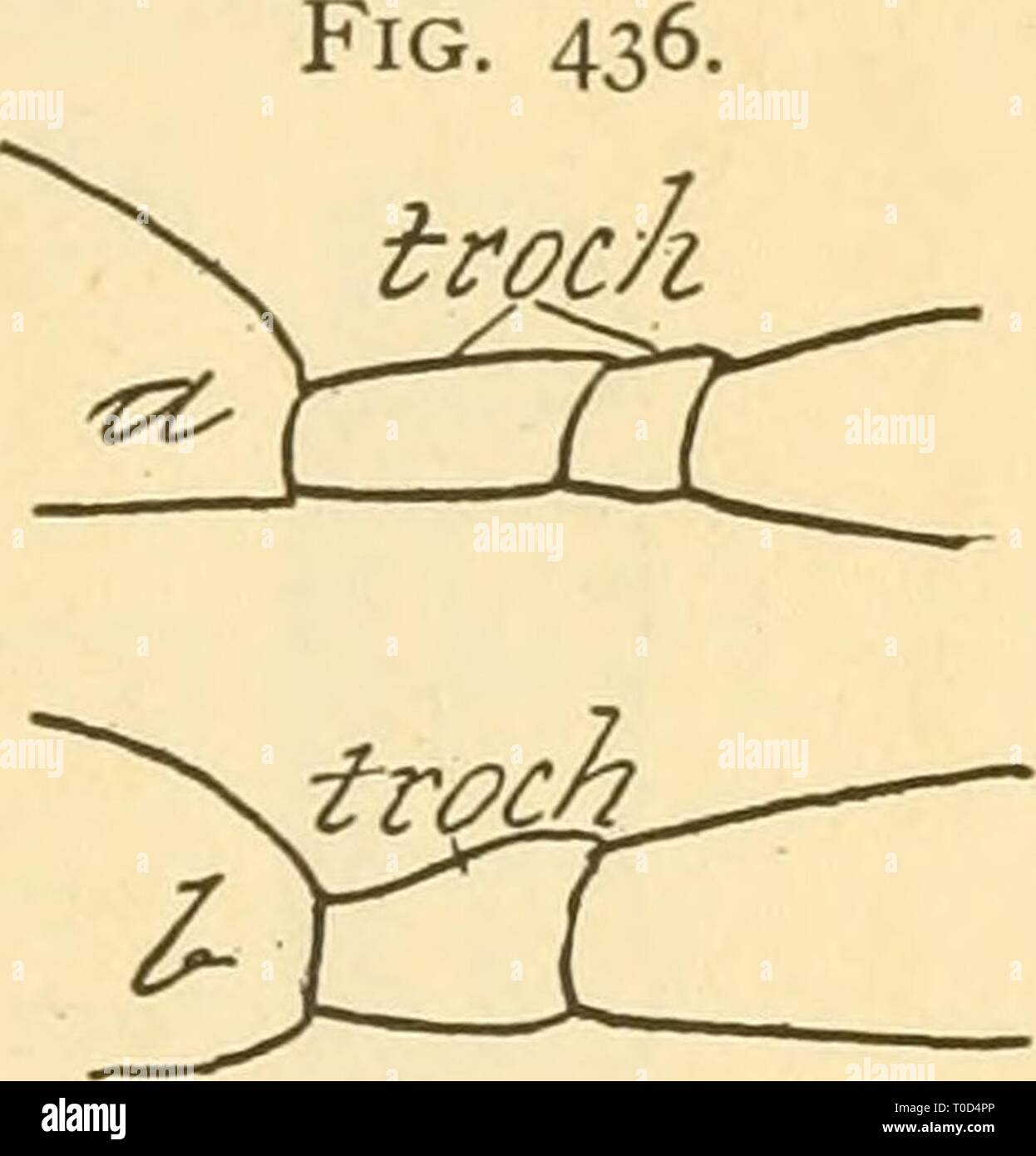 Entomologie économique pour l'agriculteur entomologie économique pour l'agriculteur et producteur de fruits-economicentomolo Année : 1906 smit01LE MONDE DES INSECTES. 379 l'a fait remarquer, depuis les insectes sont habituellement de petite taille ; en effet, c'est une question de peu d'importance à l'agriculteur, parce que de toute façon il peut considérer ces guêpes des galles dans l'indifférence, et sans trop de crainte d'éventuelles blessures à lui-même il y a une très grande série d'Hyvienoptera parasitaires, et t contient un certain nombre de familles, presque toutes les espèces qui sont bénéfiques. À l'oeil averti d'un doute existe rarement à savoir si un insecte est Banque D'Images