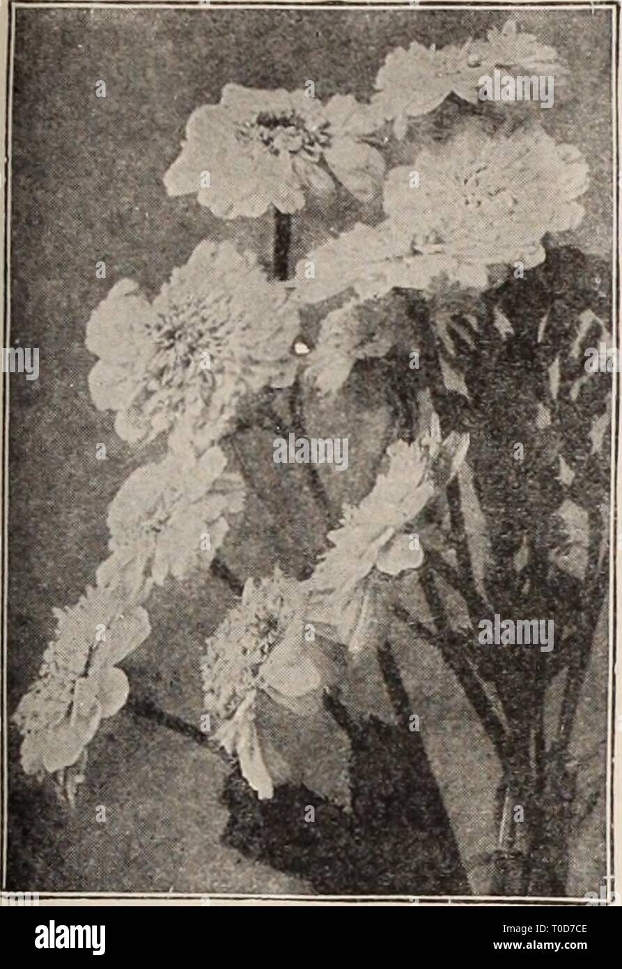 Dreer's garden book Henry Dreer's garden book / Henry A. Dreer. dreersgardenbook1931meer Année : k plante vivace veut y 179 HeUChera (Coral Bells ou cloches) de couleur pourpre Voir illustration à la page 152. Notre illustration en couleur à la page 152 de ce livre donne une juste conception de l'habitude gracieuse et délicate beauté de ces gemmes parmi nos plantes à floraison estivale hardy, qui sont adaptées à de nombreuses fins dans nos plantations, ils sont à la maison par semestre ou à l'ombre ensoleillée dans le mixed border ou dans la rocaille, ou pour la plantation de masse. Les plantes poussent en forme de rosette et produire Banque D'Images