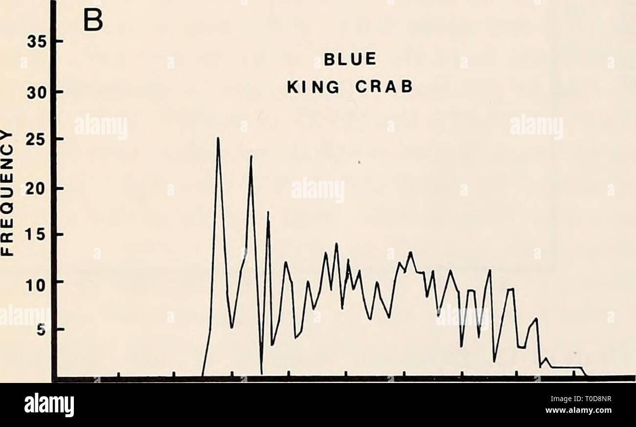 L'Est de la mer de Béring Durée de l'Est de la mer de Béring Tablette : océanographie et ressources / edited by Donald W. Hood et John A. Calder easternberingsea00hood Année : 1981 1052 biologie des pêches un 245 - rA . 210 - 175 - Crabe r i f 140 A h 1051 ^^ 70 I R W 35 , , , ,V 1-2 41-42 81-82 121-122 161-162 21-22 61-62 101-102 141-142 181-182 LONGUEUR DE CARAPACE (mm) Figure 61-12a. Fréquences de tailles de crabe royal rouge à partir de l'enquête de 1979. Le recrutement est la taille à environ 135 mm. KING Crabe bleu 21-22 61-62 101-102 141-142 181-182 41-42 81-82 121-122 161162 LONGUEUR DE CARAPACE(mm) Figure Banque D'Images