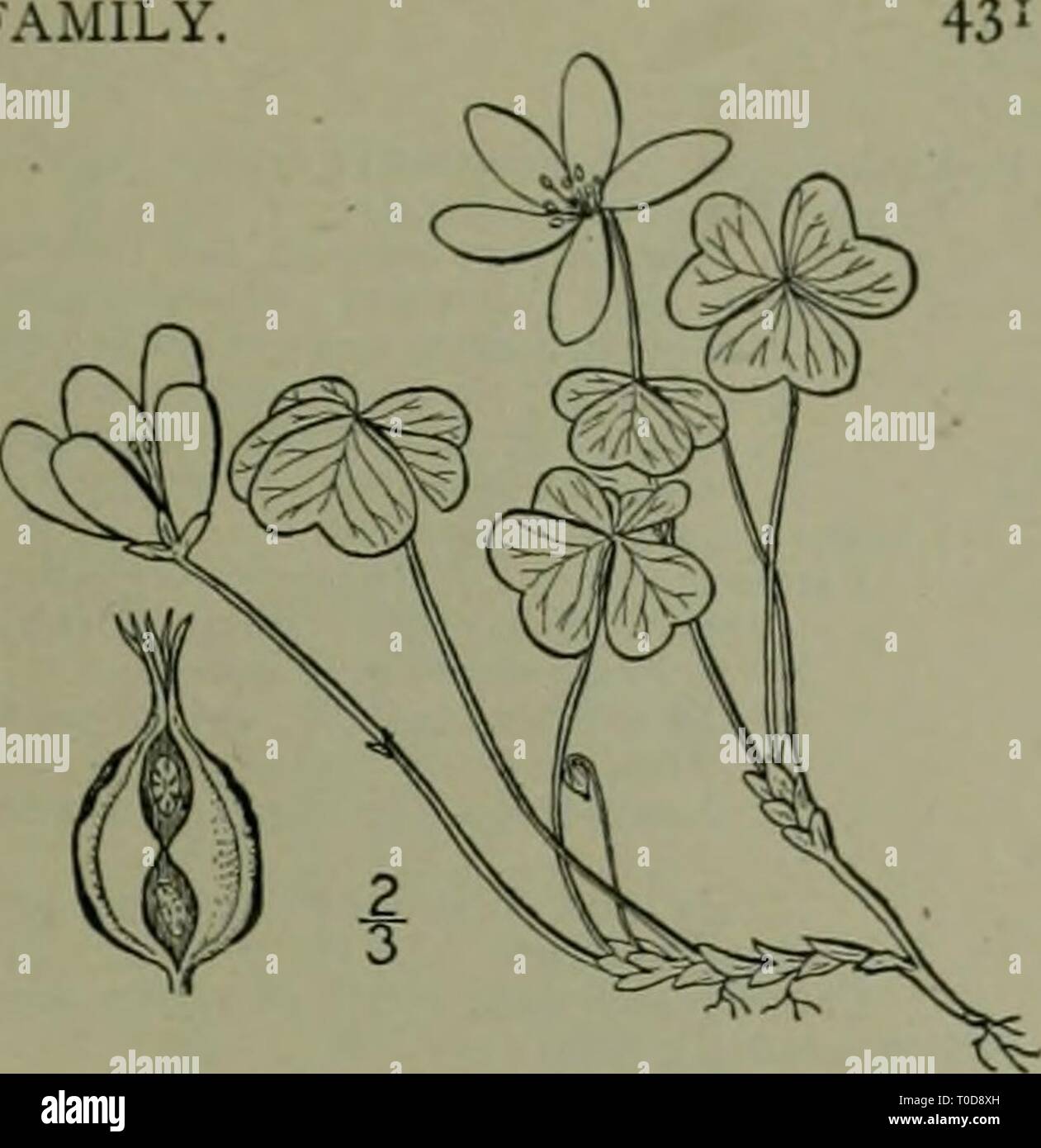 Une flore illustrée de la flore illustrée du nord des États-Unis, le Canada et les possessions britanniques : de Terre-Neuve jusqu'au parallèle de la limite sud de la Virginie et de l'océan Atlantique à l'ouest jusqu'à la 102e méridien d'illustratedflo2ED02brit Année : 1913 Genre i. L'oxalide de Dillénius FAMILLE, Oxalis acetosella L. I. blanc ou bois véritable-oseille. Alléluia. Fig. 2663. Acelosclla Oxalis L. sp. PI. 433. 1753. Plante vivace par une racine non ramifiées presque écailleuse- stock, acaulescent, 2'-6' de hauteur, pubescente parsemée de poils brunâtre. 3-6 feuilles, long-petioled ; pétioles et transmission à dilaté Banque D'Images