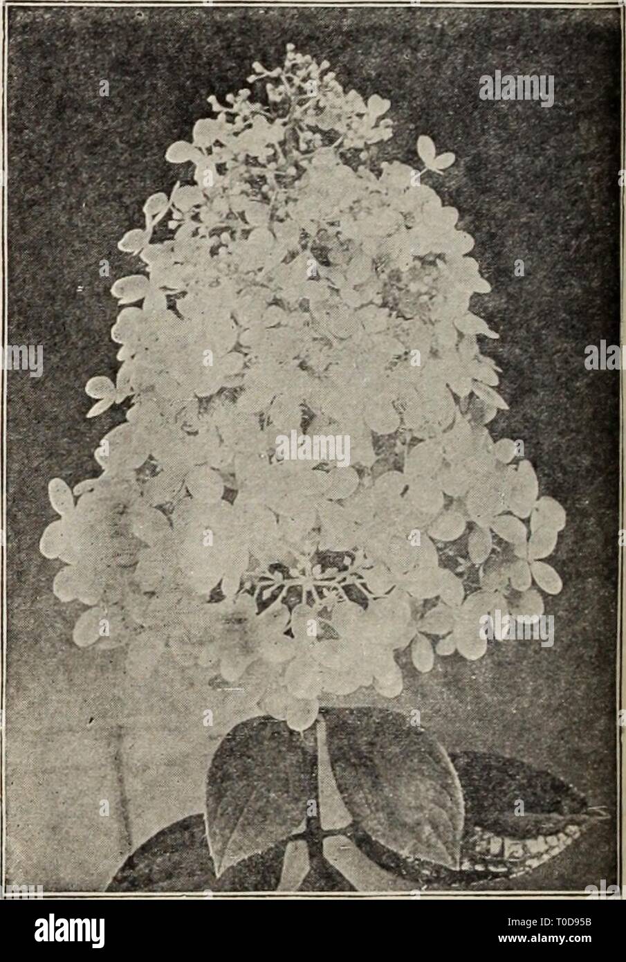 Confessions Of A Plant Geek Dynamite Deutzias