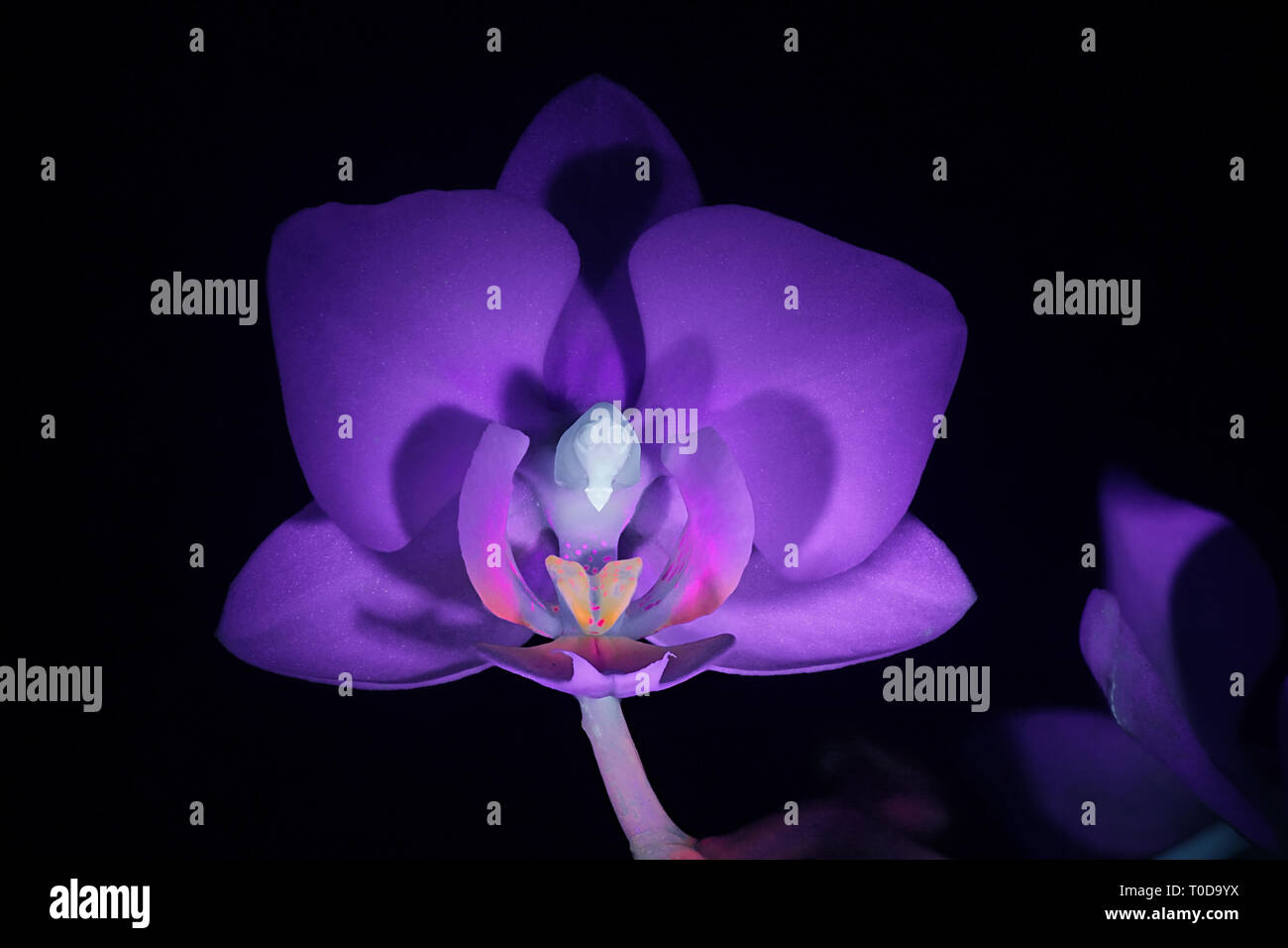 Moth orchid fluorescence dans l'ultraviolet (365 nm) Banque D'Images