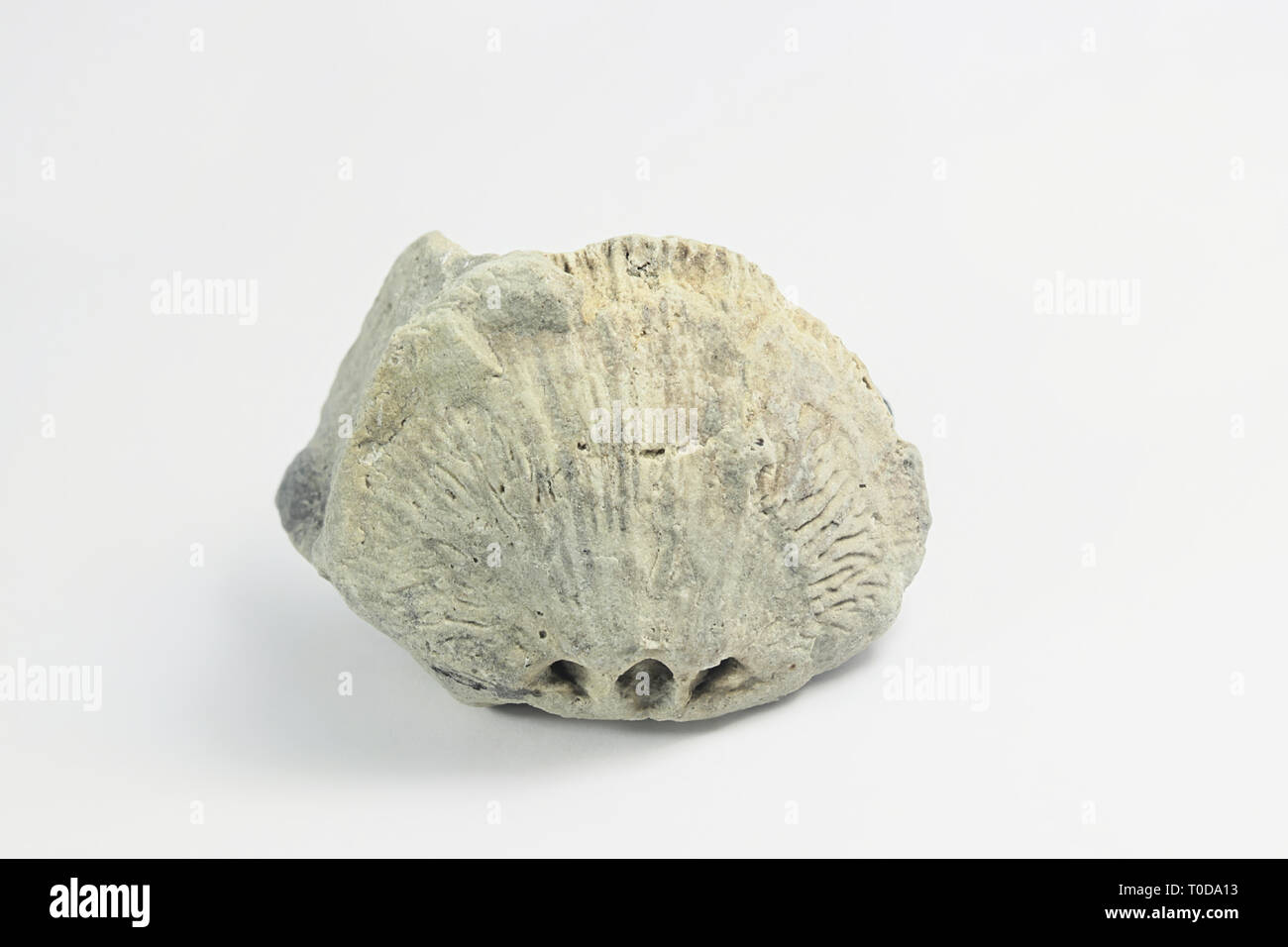 Brachiopode fossile de Saarenmaa silurien Estonie Banque D'Images
