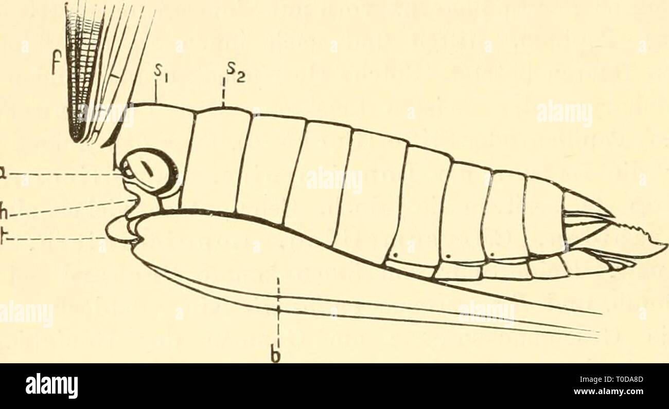 Einführung in die Kenntnis der Einführung in die Kenntnis der Insekten Année einfhrungindie00kolb : [1889]-1893 446 II. Der Körper der Insekten. Sinnesorgane an Körperteilen. Dieses merkwürdige Gebüde Naturforschern wurde von älteren und Latreille (Burmeister) für ein Stimmorgan gehalten. Aber schon Johannes Müller und nach ihm c. Siebold und Sprachen Leydig ihm die Bedeutung von Gehörorgans zu, wofür es auch heute noch fast allgemein gehalten wird. Grab er ist es, der diesem Sinnesorgane eingehendsten gewidmet hat die Untersuchungen, dem wir hier und Folgen. Fig. 274. Hinterleib e Banque D'Images