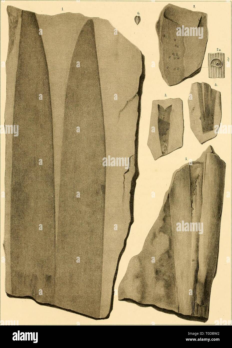 Dyas oder die Zechsteinformation Zechsteinformation Dyas und oder die Rothliegende dyasoderdiezechs und das00geinitz Année : 1861 : TaflXIV vrfhiik J/'Otiovi.-i..^» JJhÃiviirija Omi .'.s Amiiioiiis- JiK (3.±ui'un(fi allii(je Lii///i(ina (/nii â IConhiilcs Hivas/c/v de dans. () Bli(ihdo((ii-pi> ;.s Klvckcdii ! !, l'â â (um. Banque D'Images