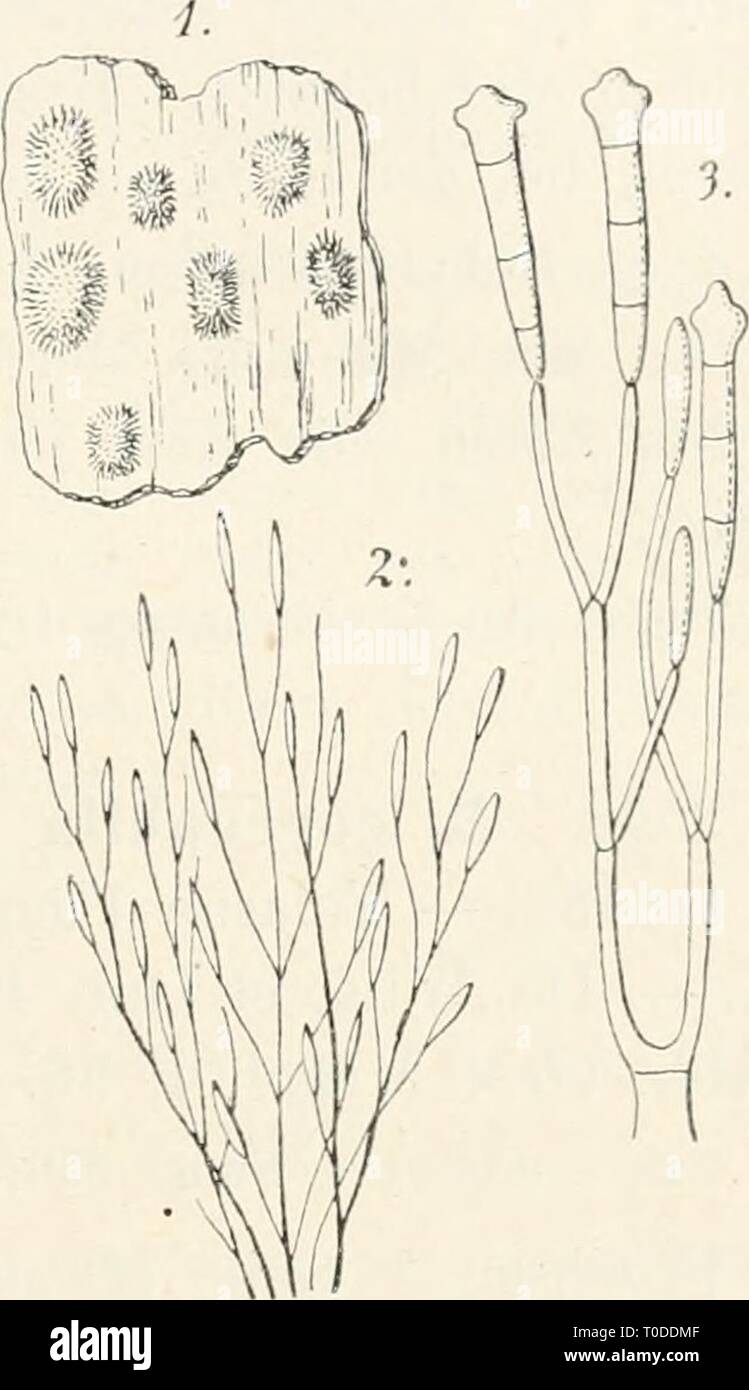 Dr L Kryptogamen Flora Le Dr Von Euler Euler L Von Kryptogamen Flora Du Deutschland Osterreich Und Der Schweiz0109drlrabenhorstskr Rabe Annee 1910 507 Fruchtluger Absohiiclit Ziemlich Locker Weiss Konidientrager Verzweigt Konidien Zylindrisch