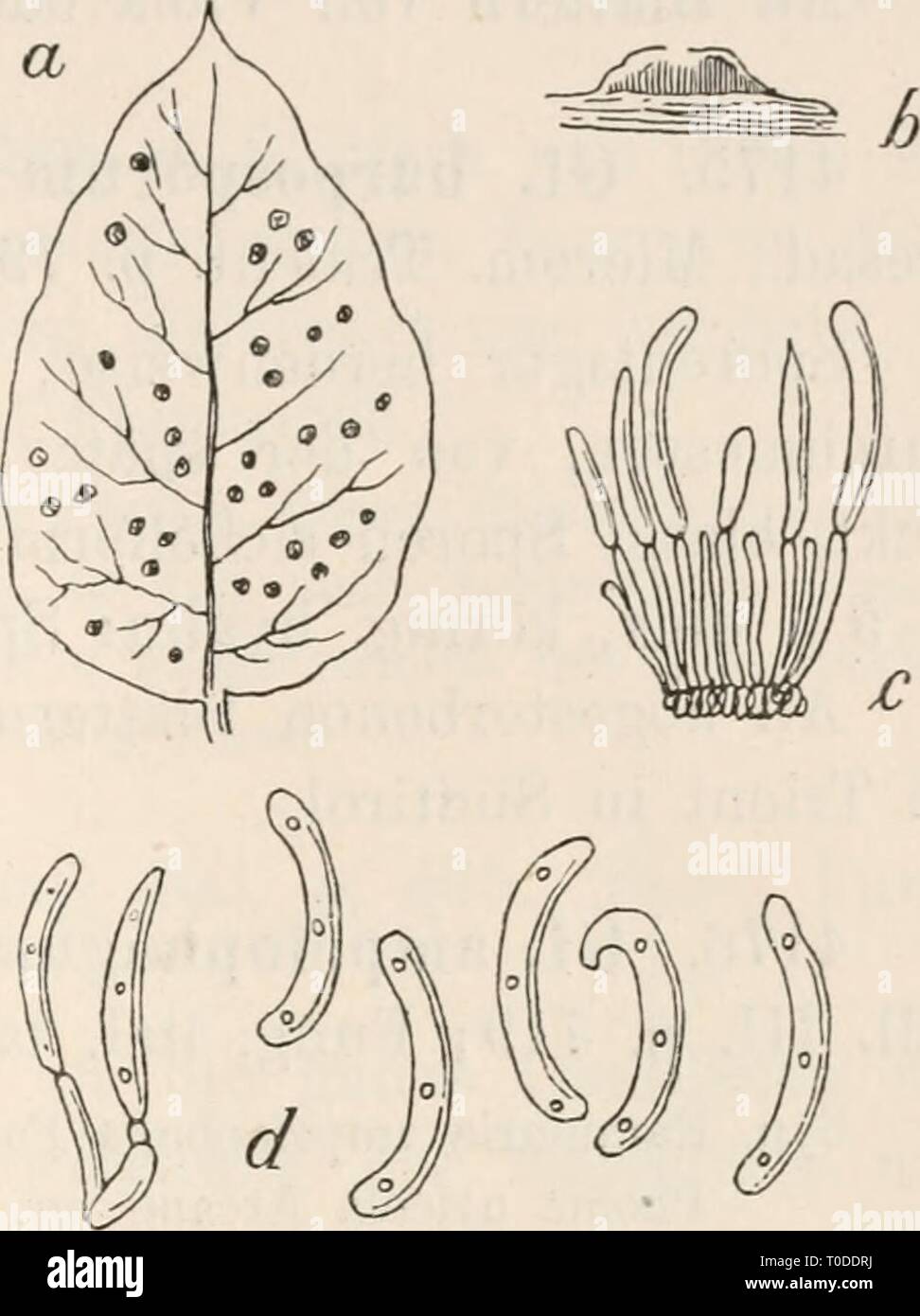 Dr L'Kryptogamen-Flora Le Dr von Euler Euler L. von Kryptogamen-Flora du Deutschland, Österreich und der Schweiz0107drlrabenhorstskr rabe Année : 1903 507 4172 Viorne Viburnum Gloeosporium. Tineuin LO Sacc, Mich., I. p. 219 Champignons ; ital. tab. 1055 ; Syl. III. p. 707. Vacances nach Yertrocknung blass, verschieden geformt ; Sporen auf der lager- Blattunterseite ochrefarben, rapide, von der épiderme G1 o e o s p o r i u m a t i o n d e u m Sacc. a. Ein Blatt von Viburnum Tinus mit dem Pilze dans natürlicher Basis Grösse. b. Schwach, vergrössertes Ein Senk- durchschnittenes Sporenlager recht. c. Ein se Banque D'Images