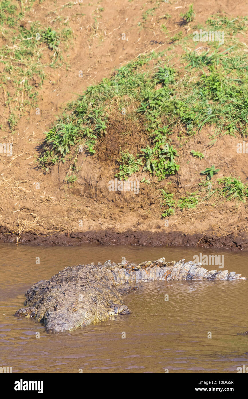 Un grand crocodile dans l'eau près de la rive. La rivière Mara, au Kenya. Afrique du Sud Banque D'Images