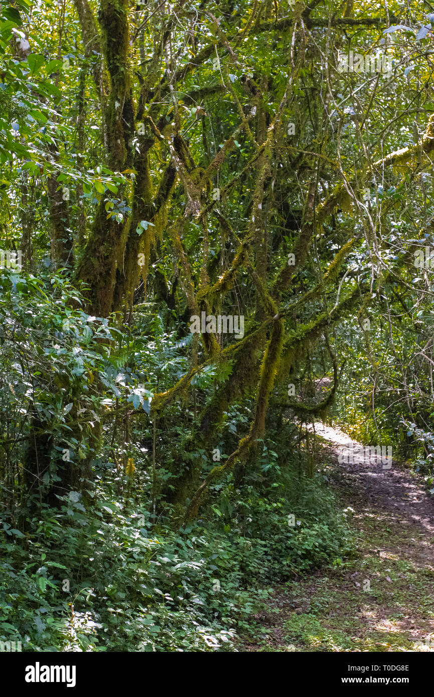 Sentier de marche dans la jungle de la forêt de Kakamega, Afrique Banque D'Images